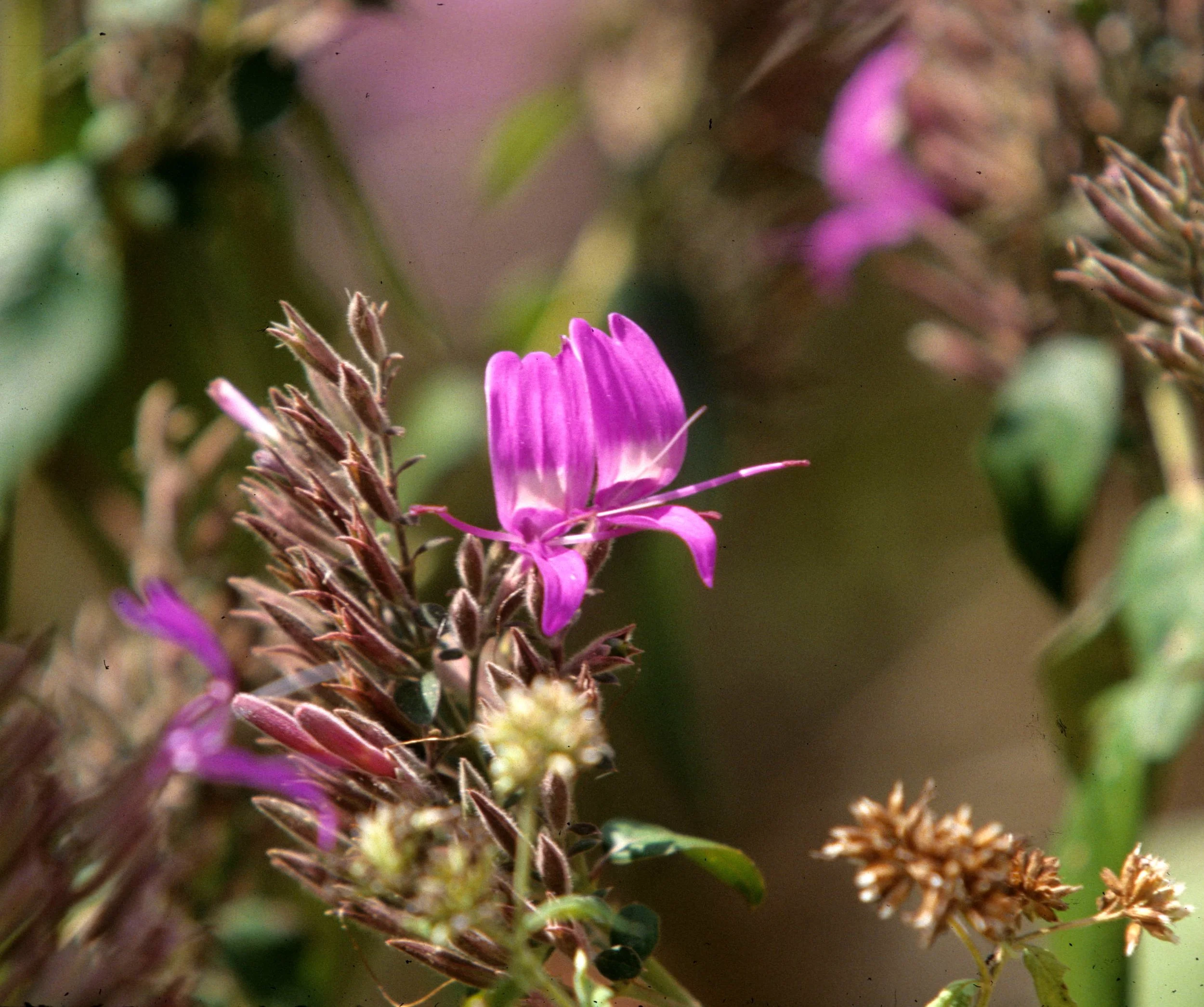 KOMODO - PLANT SPECIES B.jpg