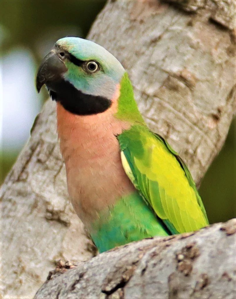 PARAKEET - RED-BREASTED PARAKEET - Psittacula alexandri - WAT SUAN YAI NONTHABURI (6).jpg