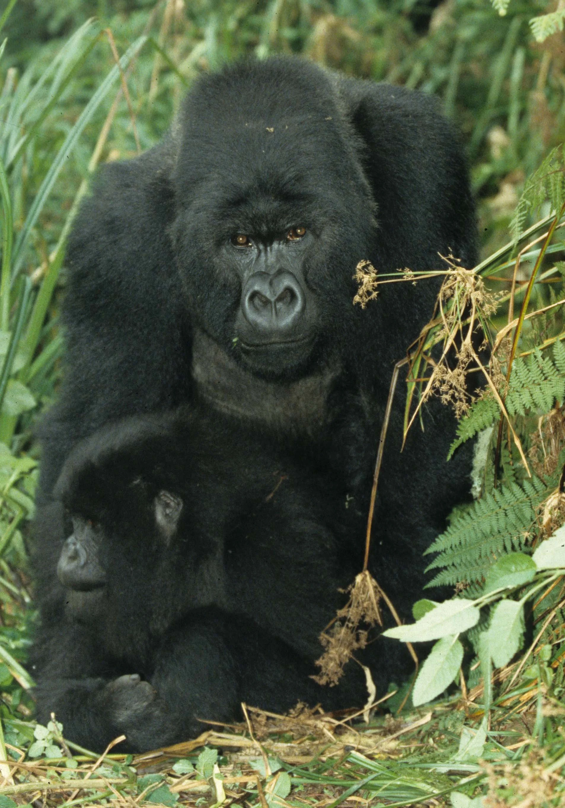 PRIMATE - GORILLA-RWANDA PARC DU VULCANS (78).jpg