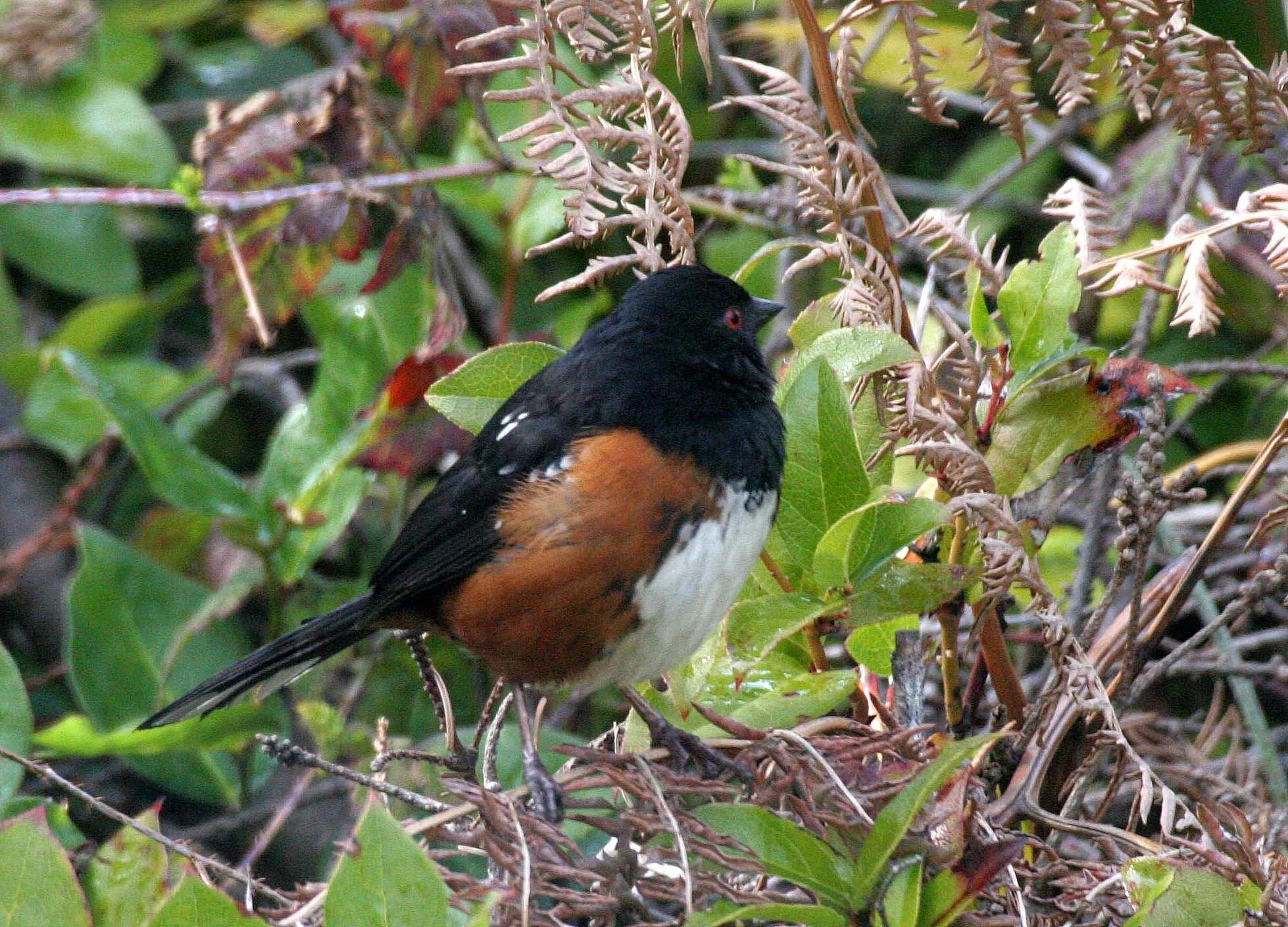 Spotted Towhee (Pipilo maculatus) Port Angeles Washington (6).jpg