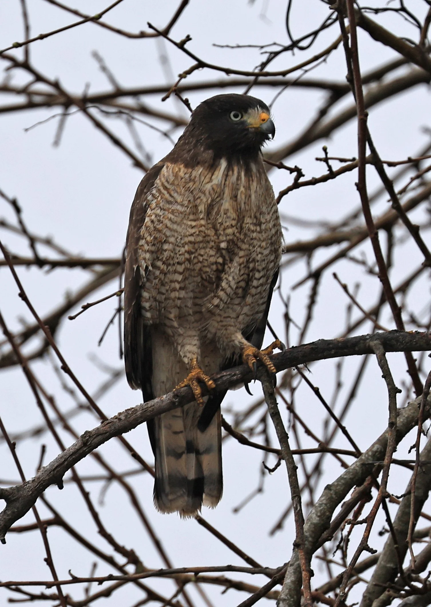 Roadside Hawk (Rupornis magnirostris) Reserva Natural Ceibas, Entre Rios, Argentina  (2).jpg