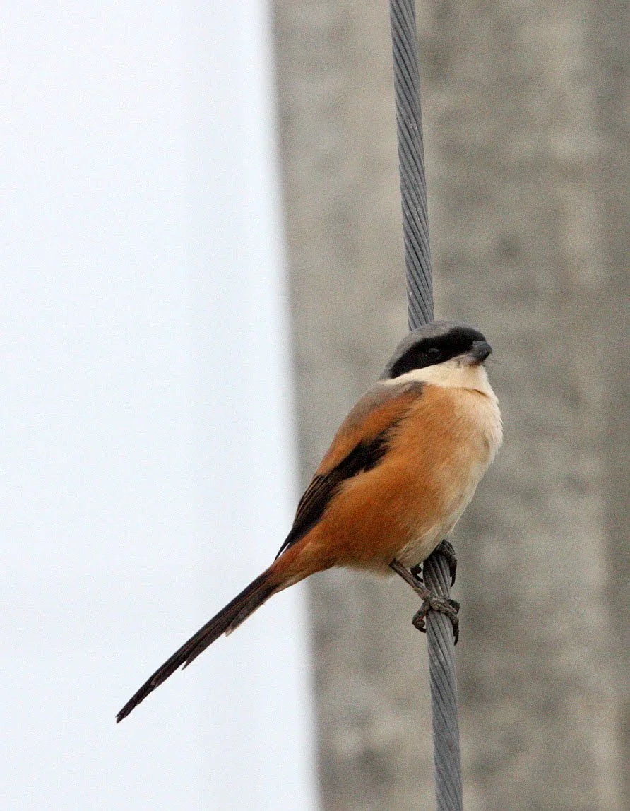 Long-tailed Shrike (Lanius schach) Poyang Lake Jiangxi Province China (12).JPG