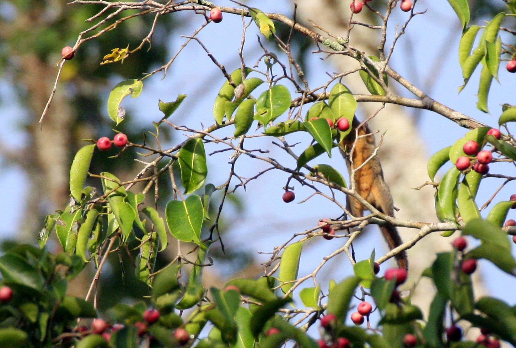 Tamiops mcclellandii - WESTERN STRIPED SQUIRREL - KAENG KRACHAN NATIONAL PARK THAILAND (5).JPG