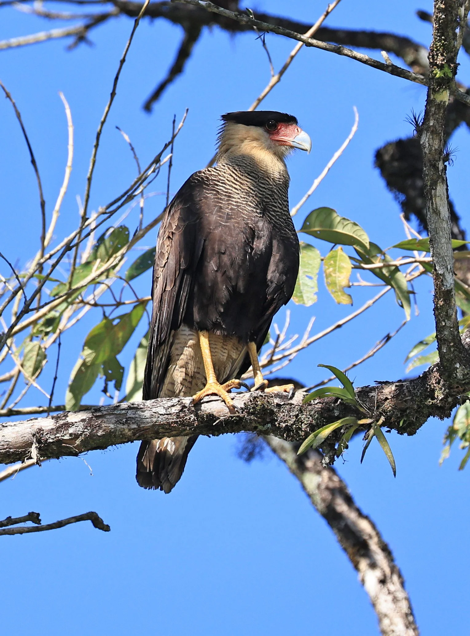 Crested Caracara (Caracara plancus) Superagui National Park, Brazil (8).jpg