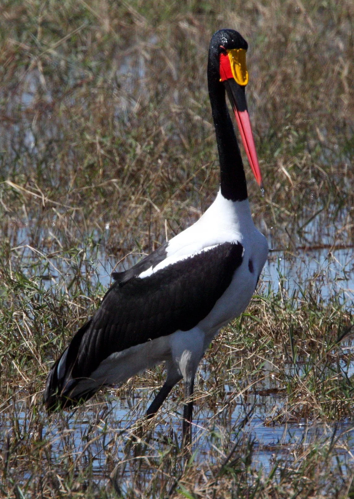 STORK - SADDLE-BILLED STORK - Ephippiorhynchus senegalensis - CHOBE NATIONAL PARK BOTSWANA (10).JPG