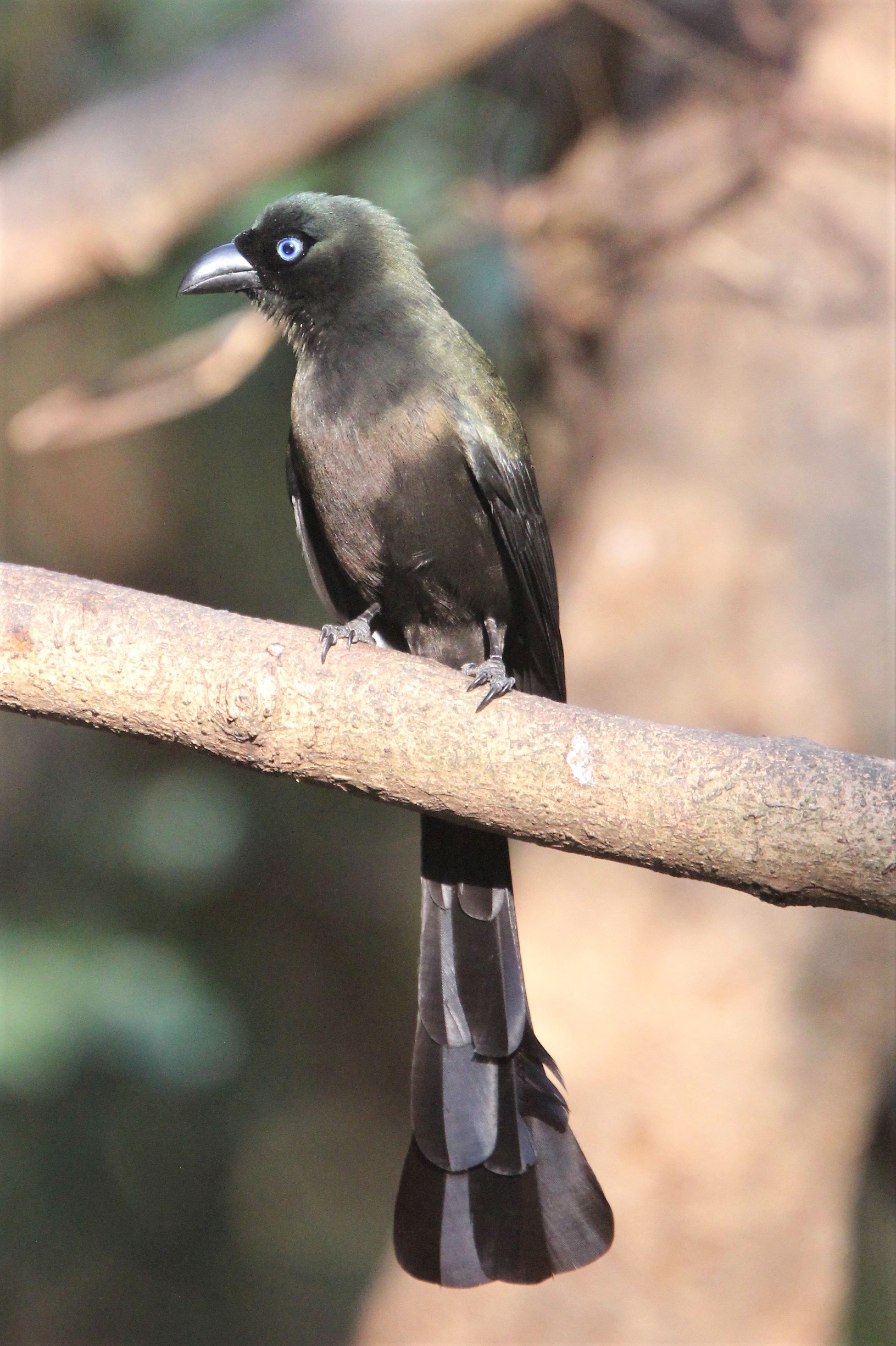 TREEPIE - RACKET-TAILED TREEPIE -Crypsirina temia - KAENG KRACHAN (2).jpg