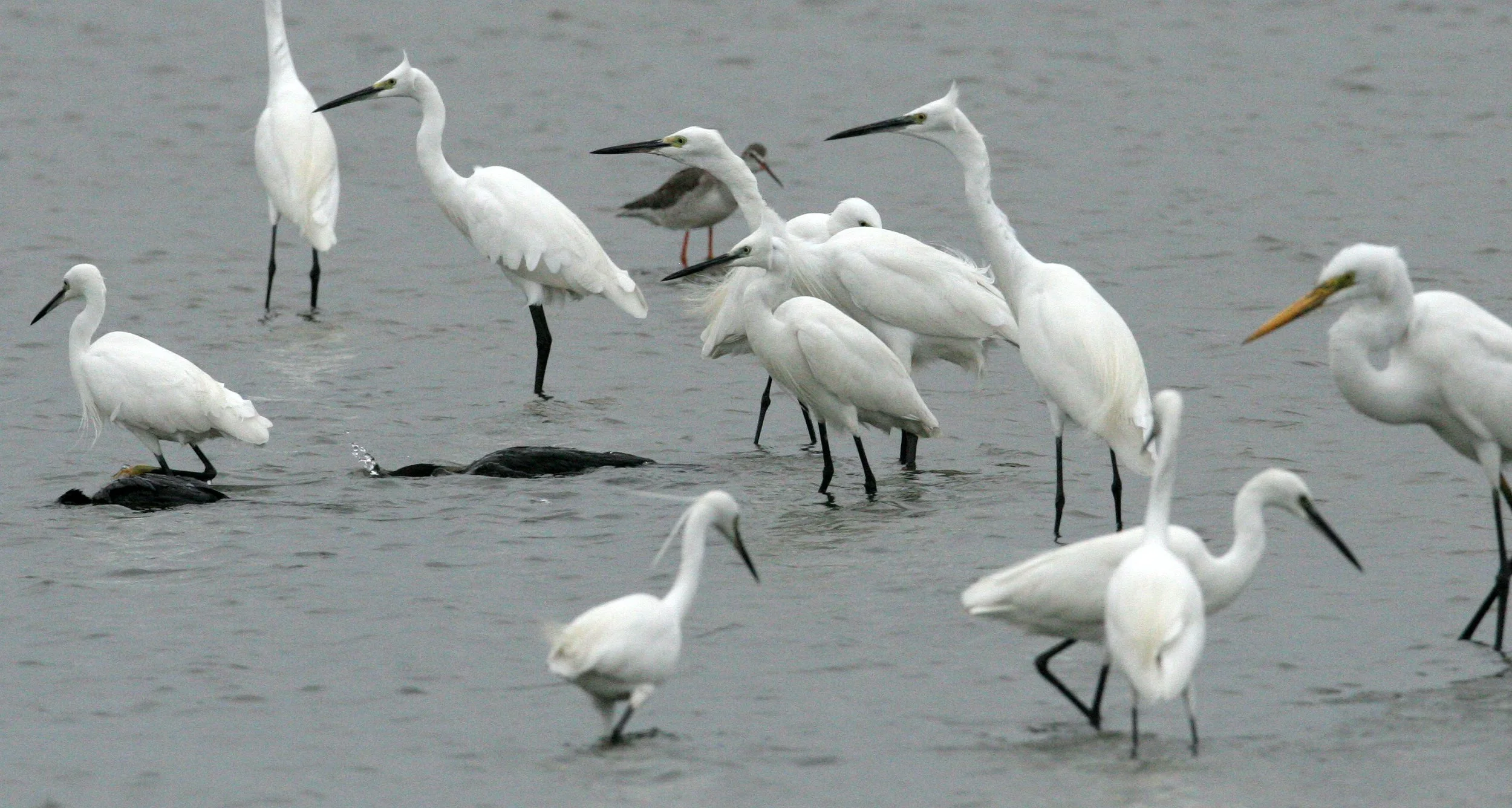 EGRET - GREAT & LITTLE EGRETS - Egretta garzetta & Mesophoyx intermedia - PAK THALE PETCHABURI PROVINCE THAILAND (14).JPG