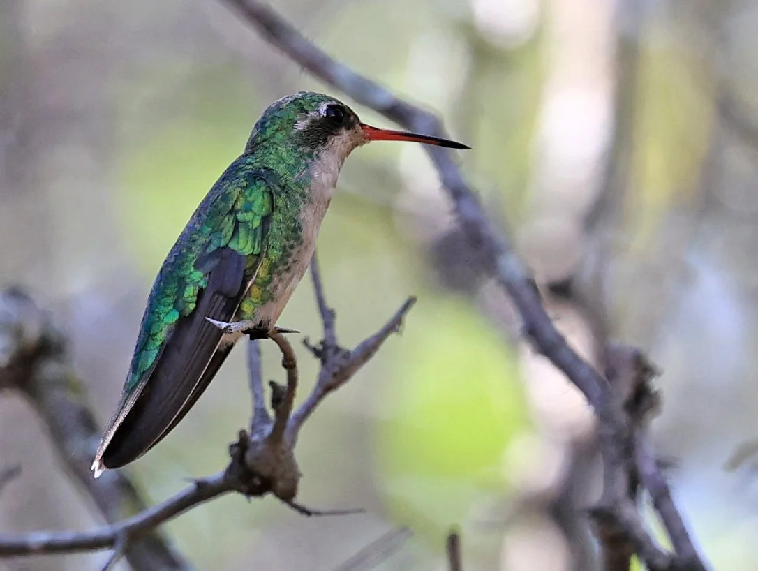 Glittering-bellied Emerald (Chlorostilbon lucidus) Selva Serena Natural Reserve