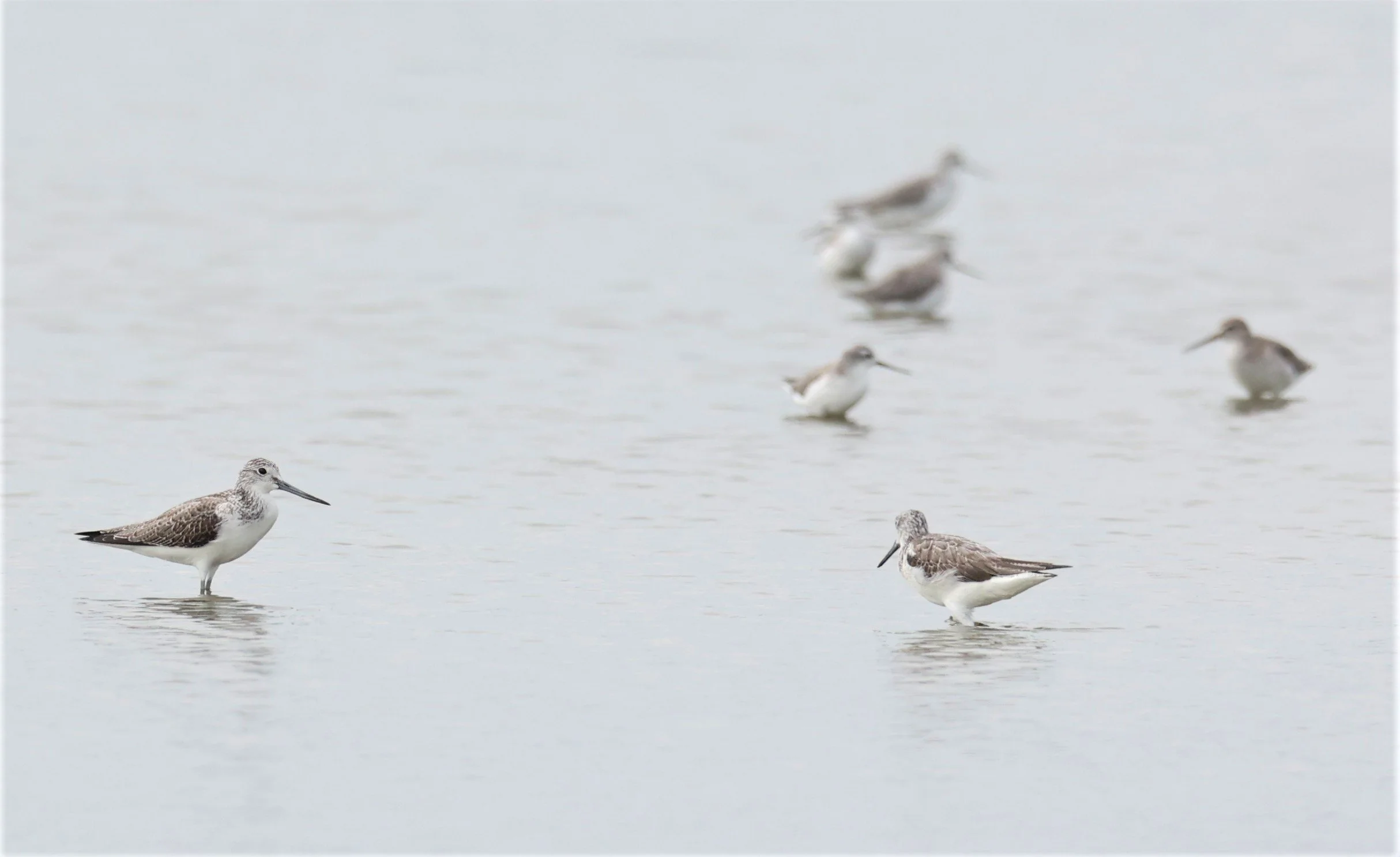 GREENSHANK - COMMON GREENSHANK - Tringa nebularia - BANG PAKONG SALT PANS CHACHOENGSAO WEST OF RIVER 14 NOV 2021 (2).jpg