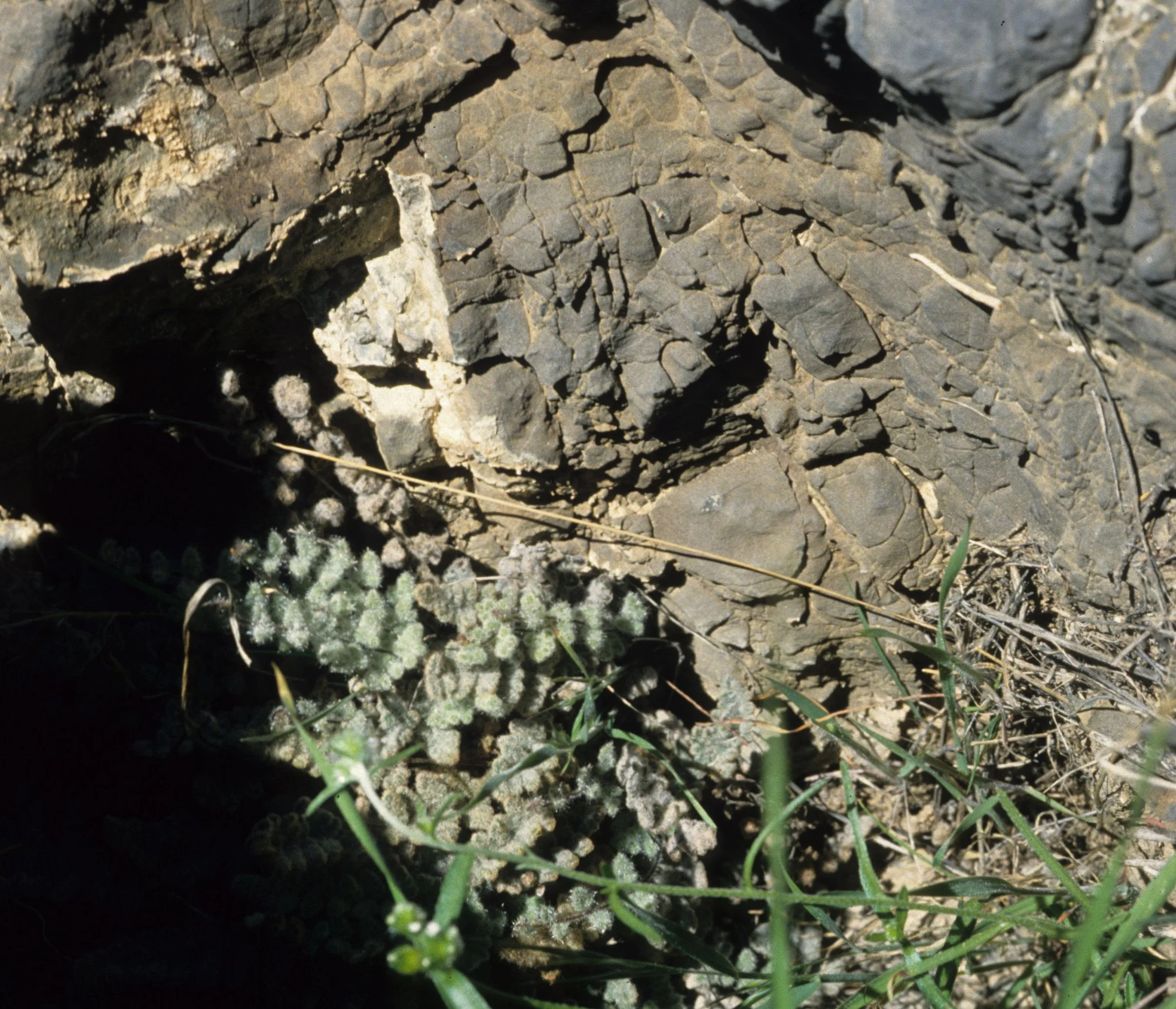 DEATH VALLEY - DESERT FERN.jpg