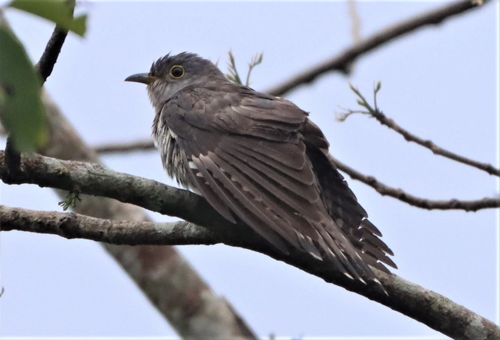 Indian Cuckoo (Cuculus micropterus) Kaeng Krachan NP Thailand (9).jpg