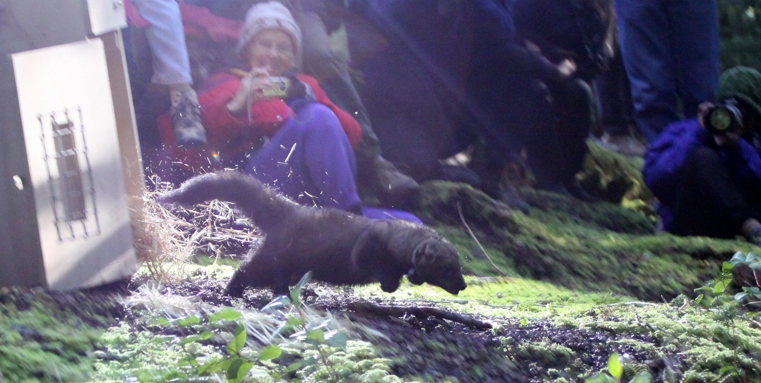 MUSTELID - FISHER - FINAL RELEASE ON 2-20-2010 (33).JPG