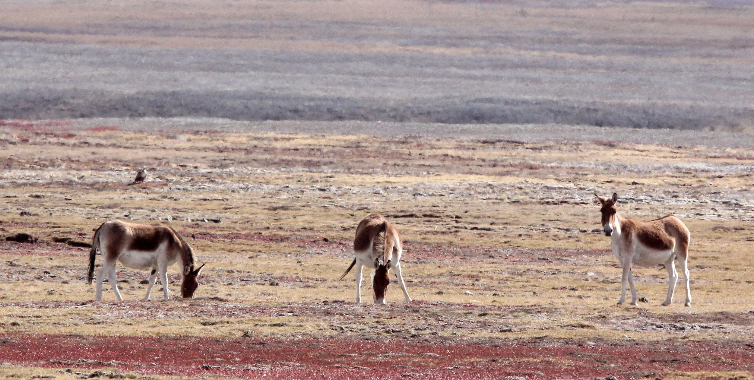 Equus kiang - KIANG -  KEKEXILI NATIONAL RESERVE - QINGHAI PROVINCE - WEST OF QUMALAI (3).JPG