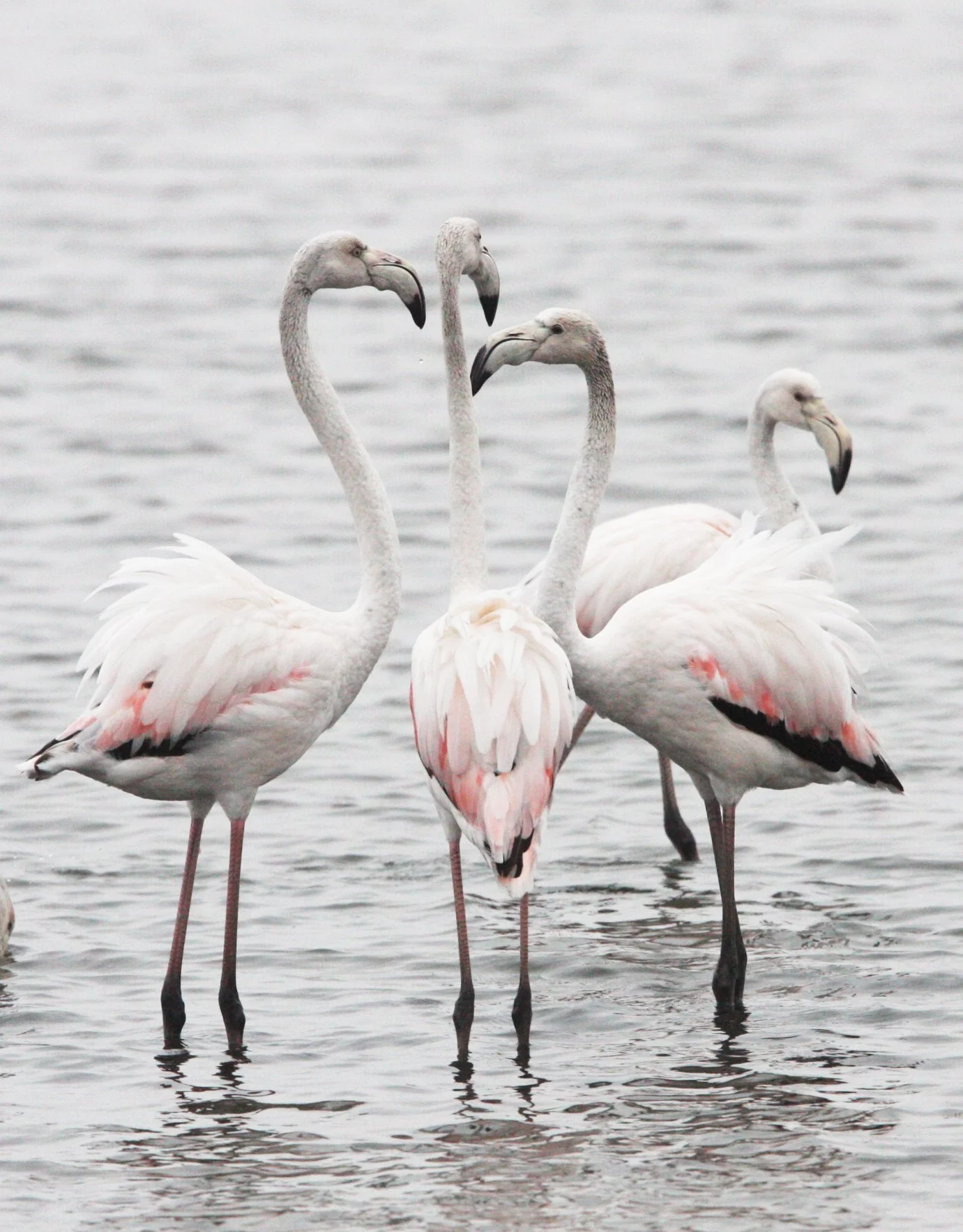 Phoenicopterus roseus - Greater Flamingo - Walvis Bay Namibia (32).JPG
