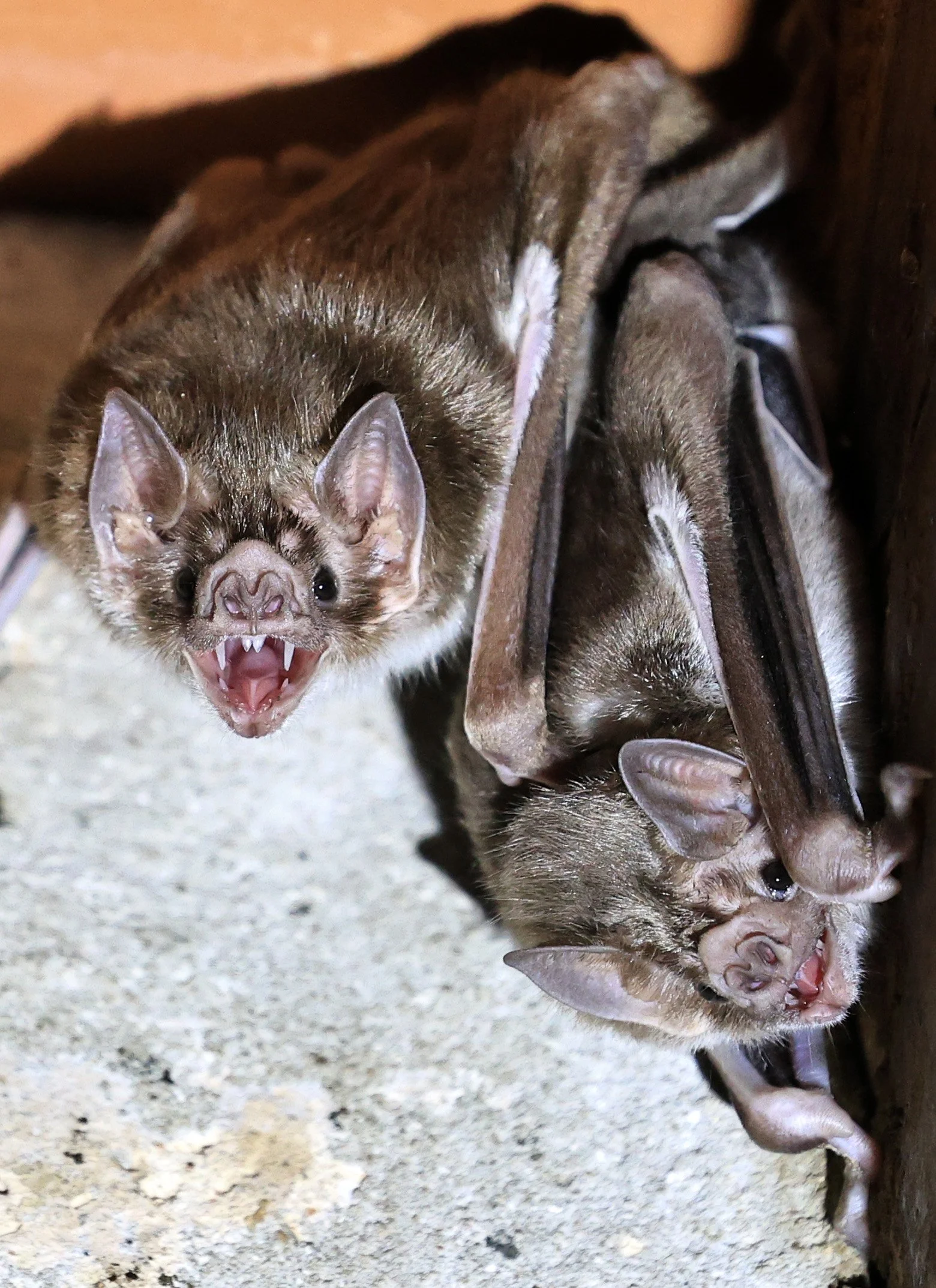 Common Vampire Bat (Desmodus rotundus) Abandoned house on road between Pozo Colorado & Asuncion (5).jpg