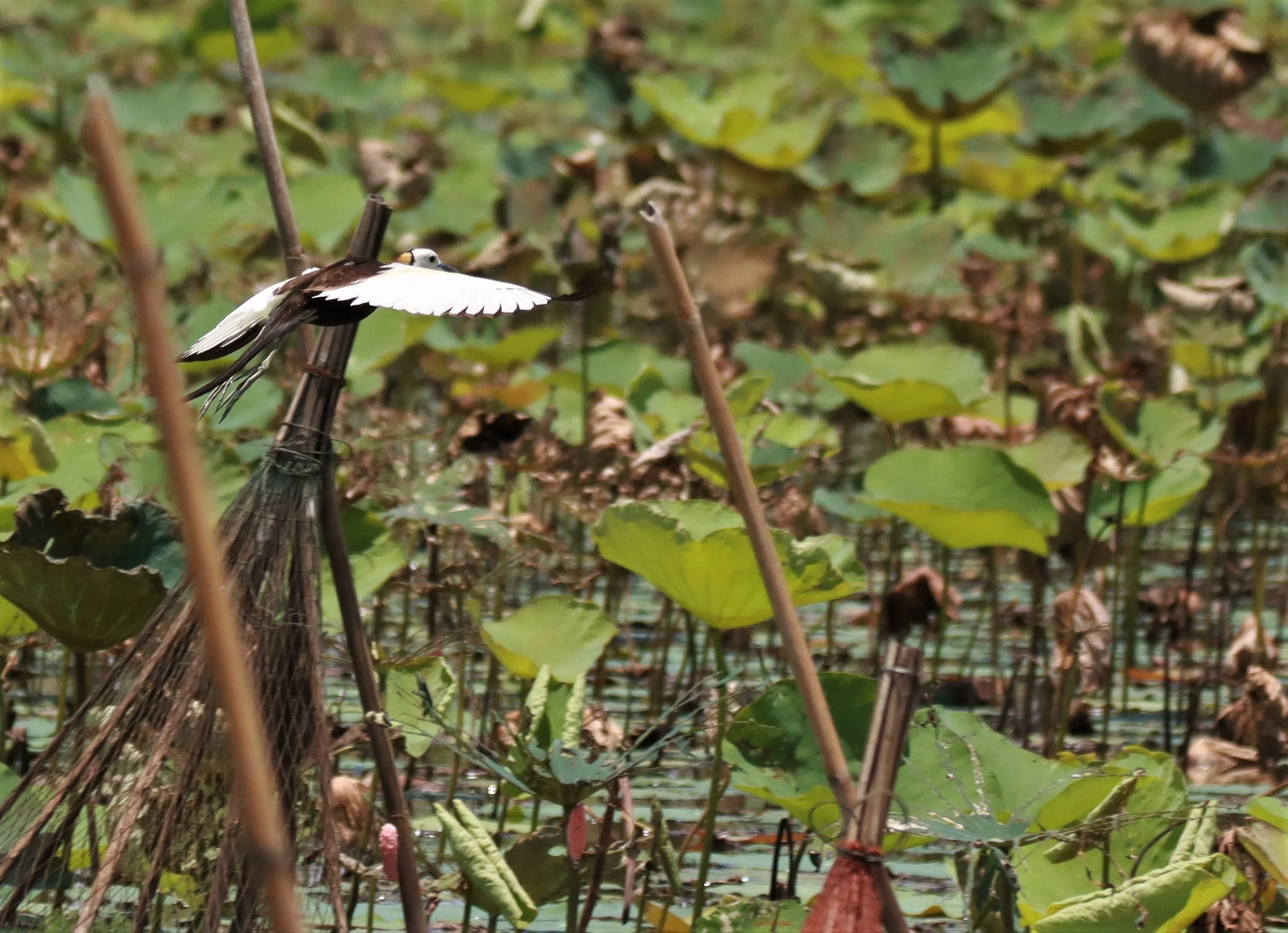 JACANA - PHEASANT-TAILED JACANA - Hydrophasianus chirurgus - BUENG BORAPHET NAKHON SAWAN AUGUST 2021 (155).jpg