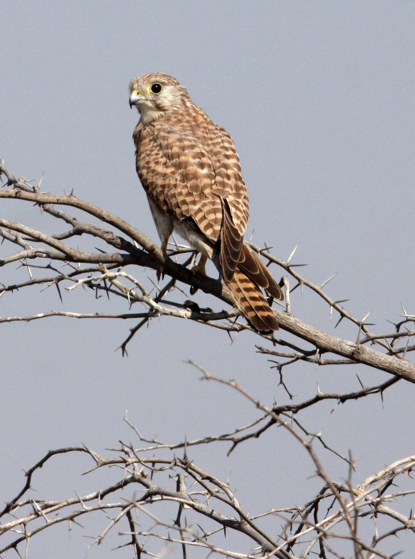 BIRD - KESTREL - LESSER KESTREL - BLACKBUCK NATIONAL PARK INDIA (1).JPG
