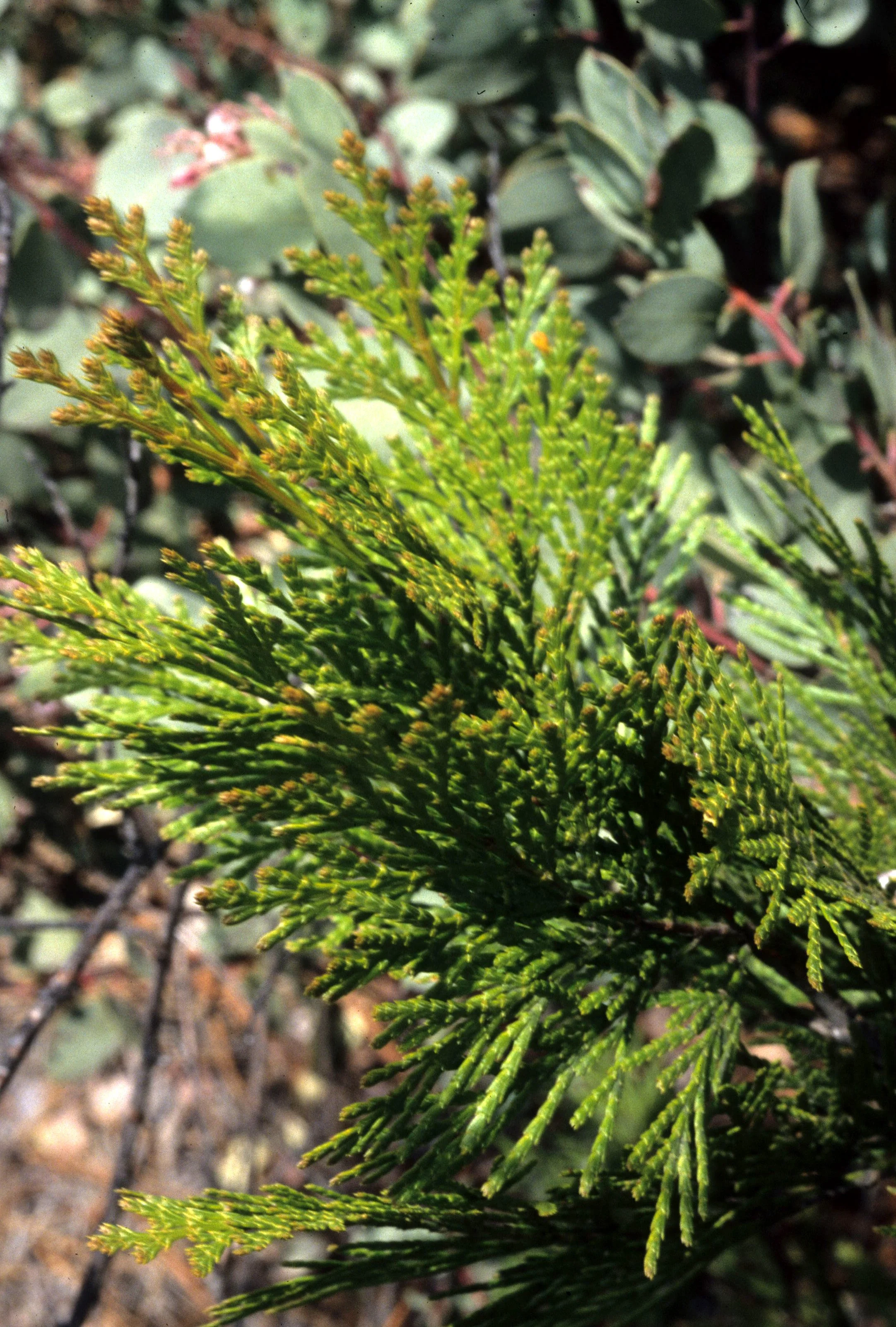 CALIFORNIA - SIERRA - LIBOCEDRUS DECURRENS - INCENSE CEDAR.jpg
