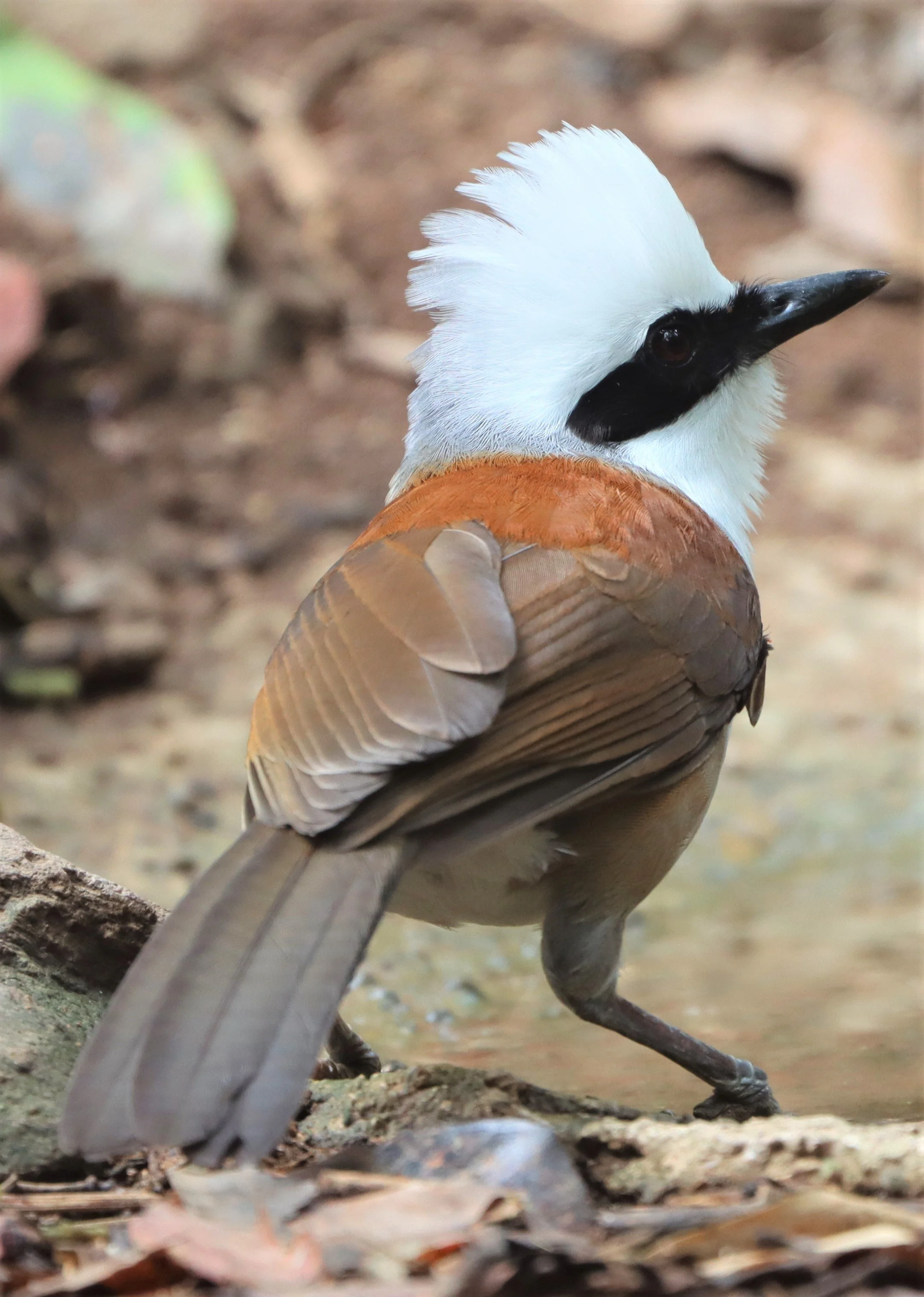 LAUGHINGTHRUSH - WHITE-CRESTED LAUGHINGTHRUSH - Garrulax leucolophus - KAENG KRACHAN THAILAND NEUNG HIDE (27).jpg