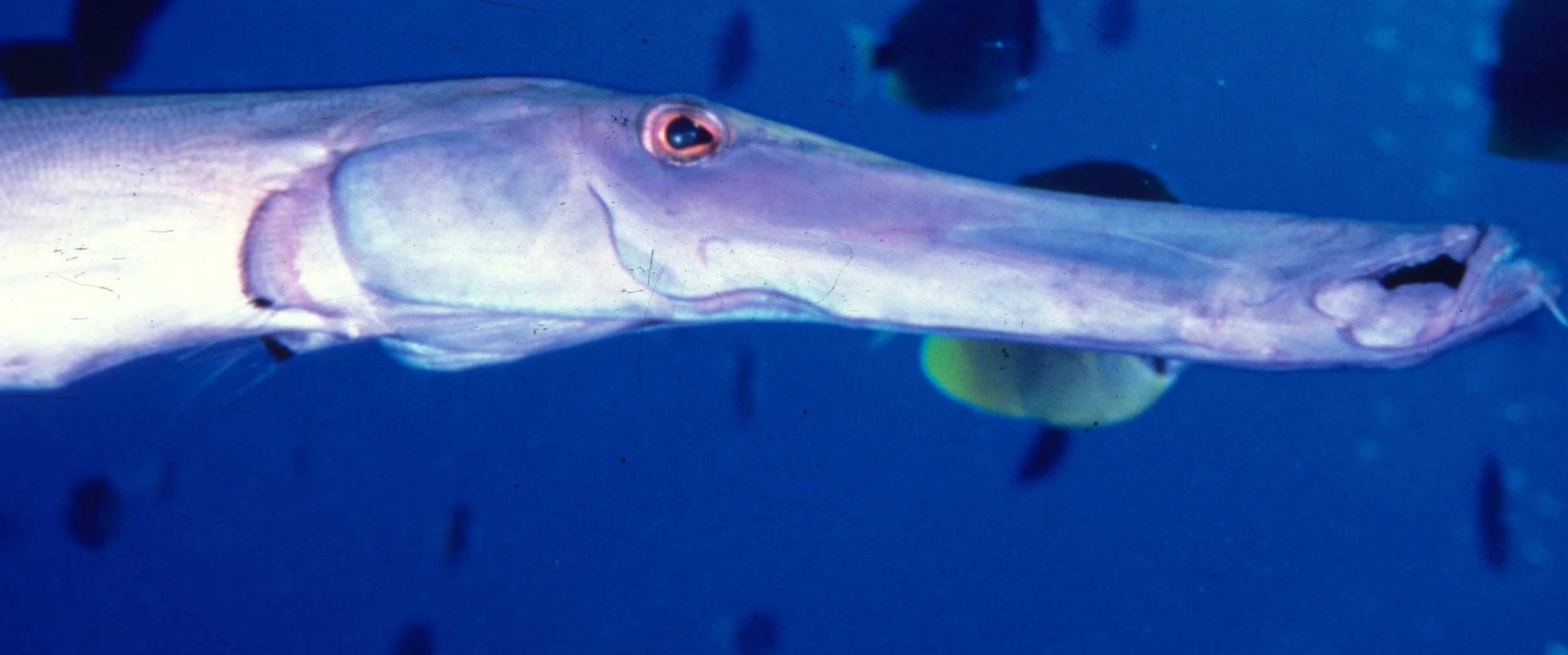 FISH - TROPICAL FISH - HAWAII.jpg