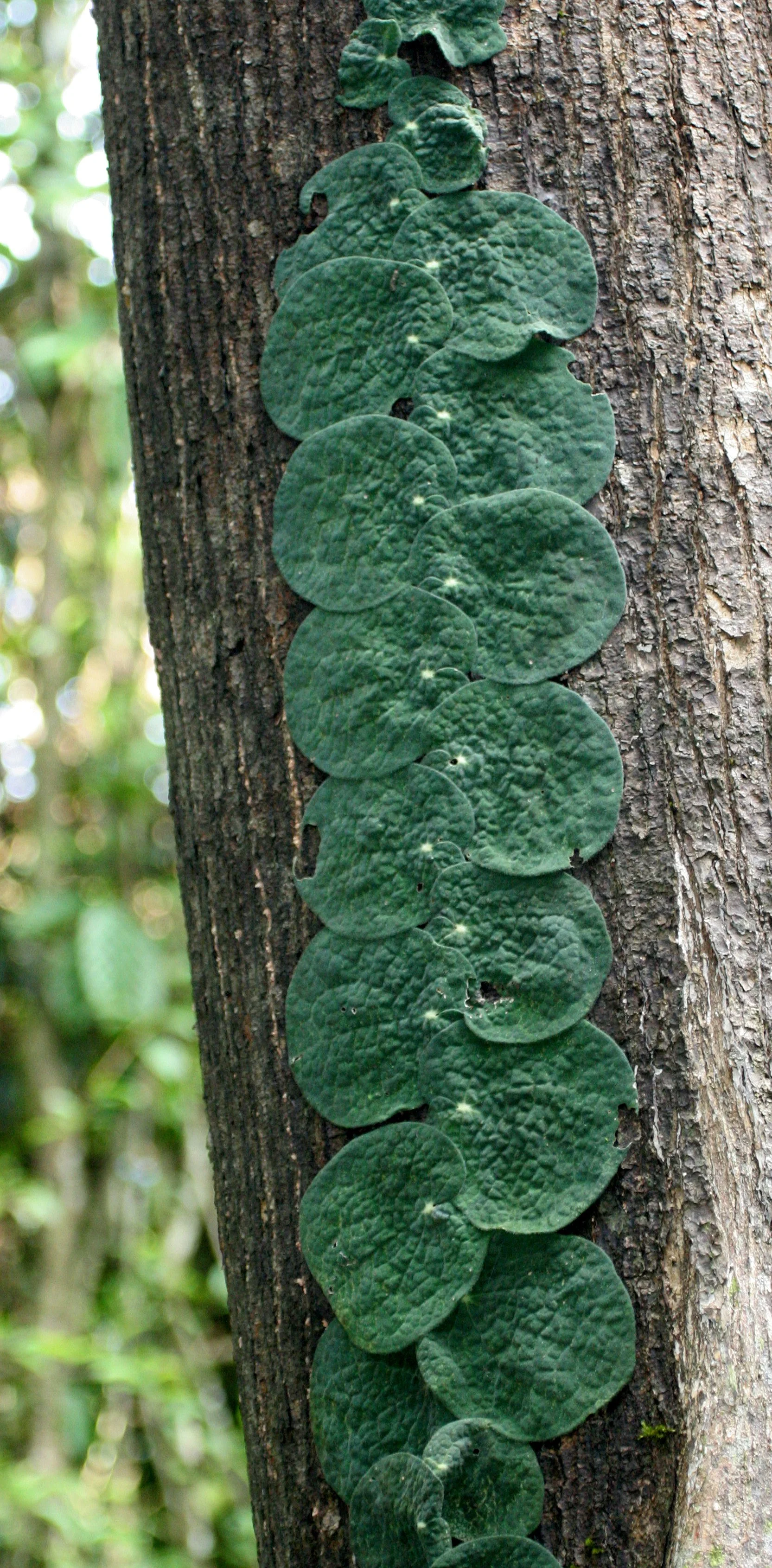 DANUM VALLEY BORNEO - CLIMBING PLANT SPECIES.JPG