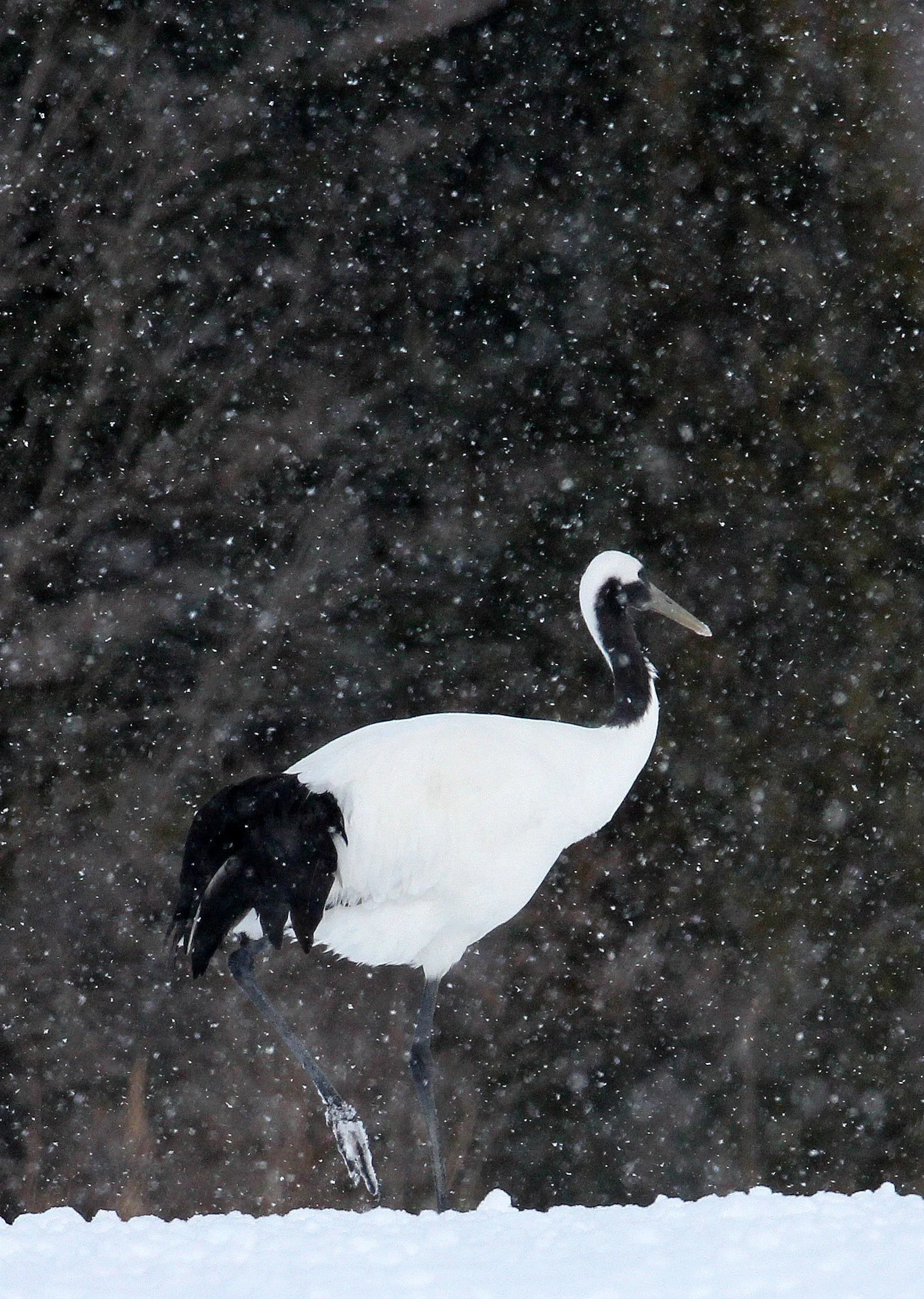 BIRD - CRANE - JAPANESE RED-CROWNED CRANE - TSURUI HOKKAIDO (13).JPG