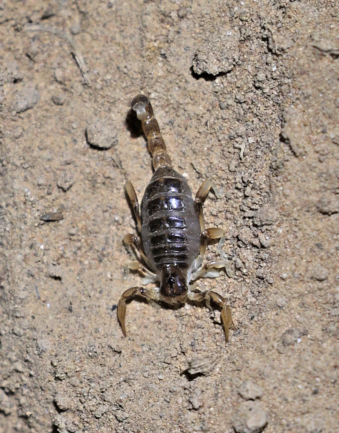 Brachistosternus species - Fortin Toledo Paraguay  (2).jpg