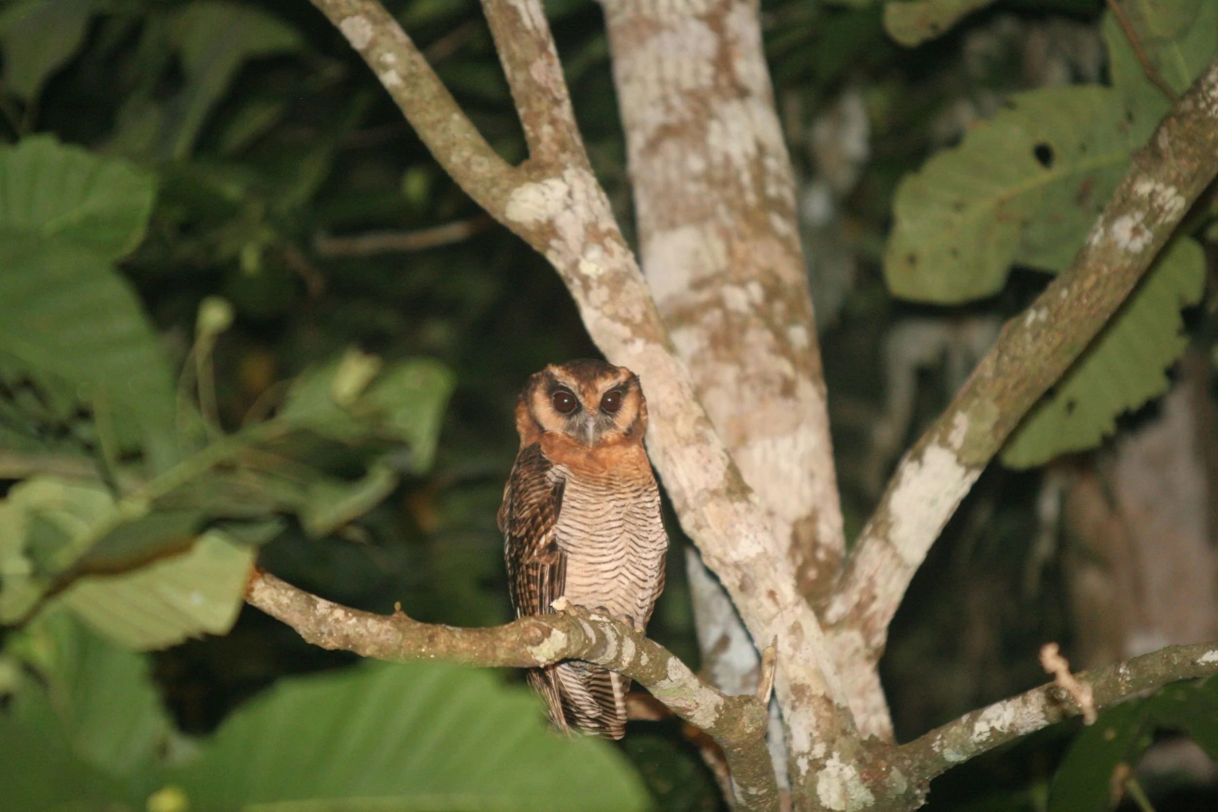Strix leptogrammica - BROWN WOOD-OWL - TABIN WILDLIFE RESERVE BORNEO (1).JPG