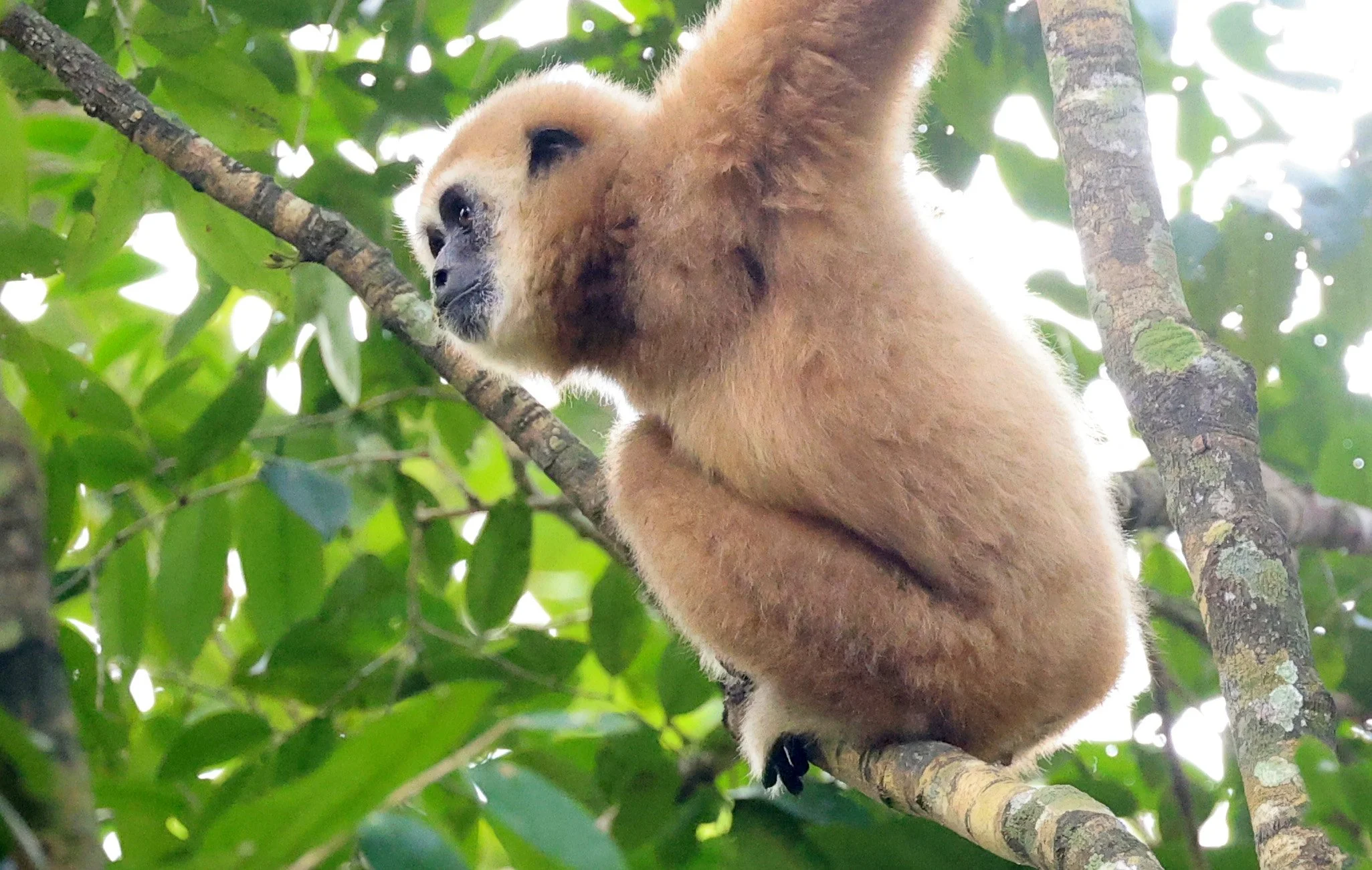 Lar or White-handed Gibbon (Hylobates lar) Kaeng Krachan National Park ESS Expedition 2026 (20).jpg