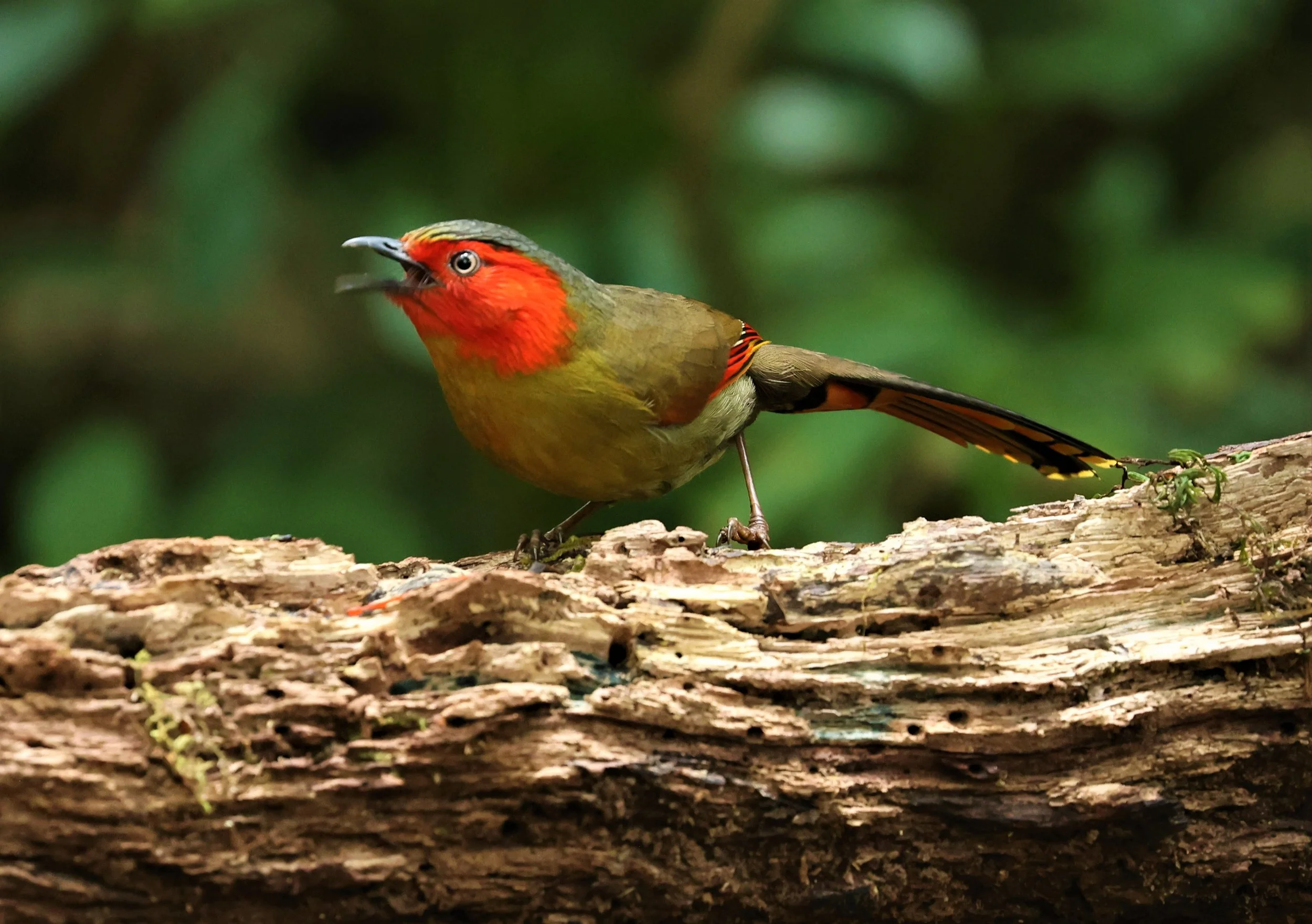 LIOCICHLA - SCARLET-FACED LIOCICHLA - Liocichla ripponi - DOI PHA HOM POK NP DOI LANG EAST FEB 2022 (51).jpg
