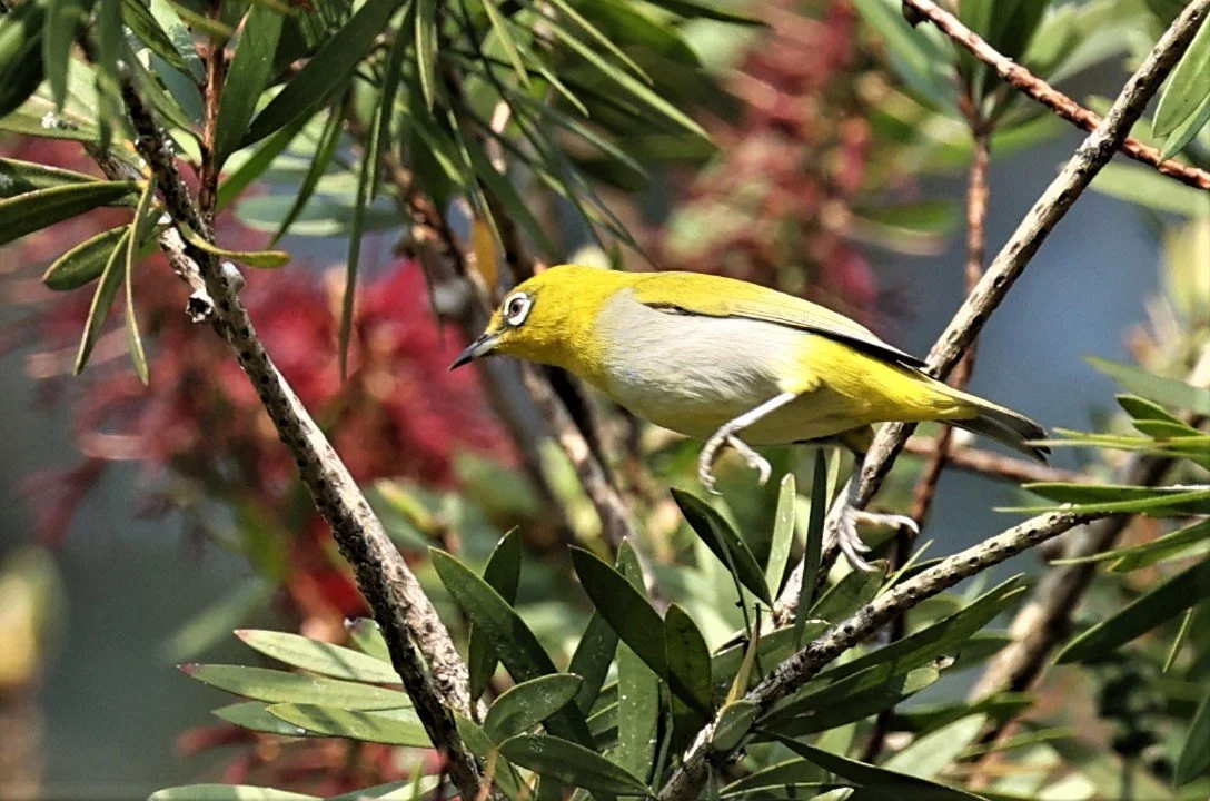 Indian White-eye (Zosterops palpebrosus) Doi Ang Kang Chiang Mai (2).jpg
