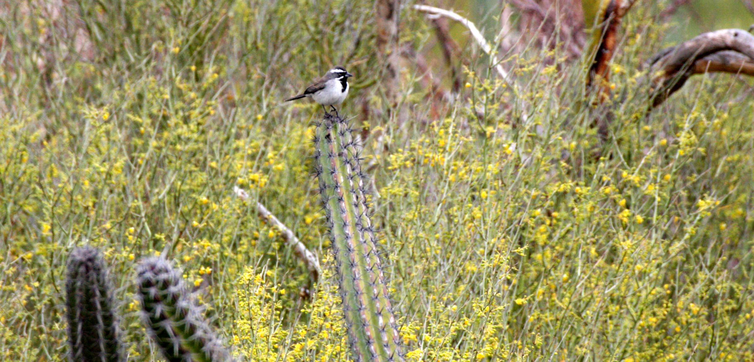 Black-throated Sparrow (Amphispiza bilineata) Isla Santa Catalina Baja Mexico (16).JPG