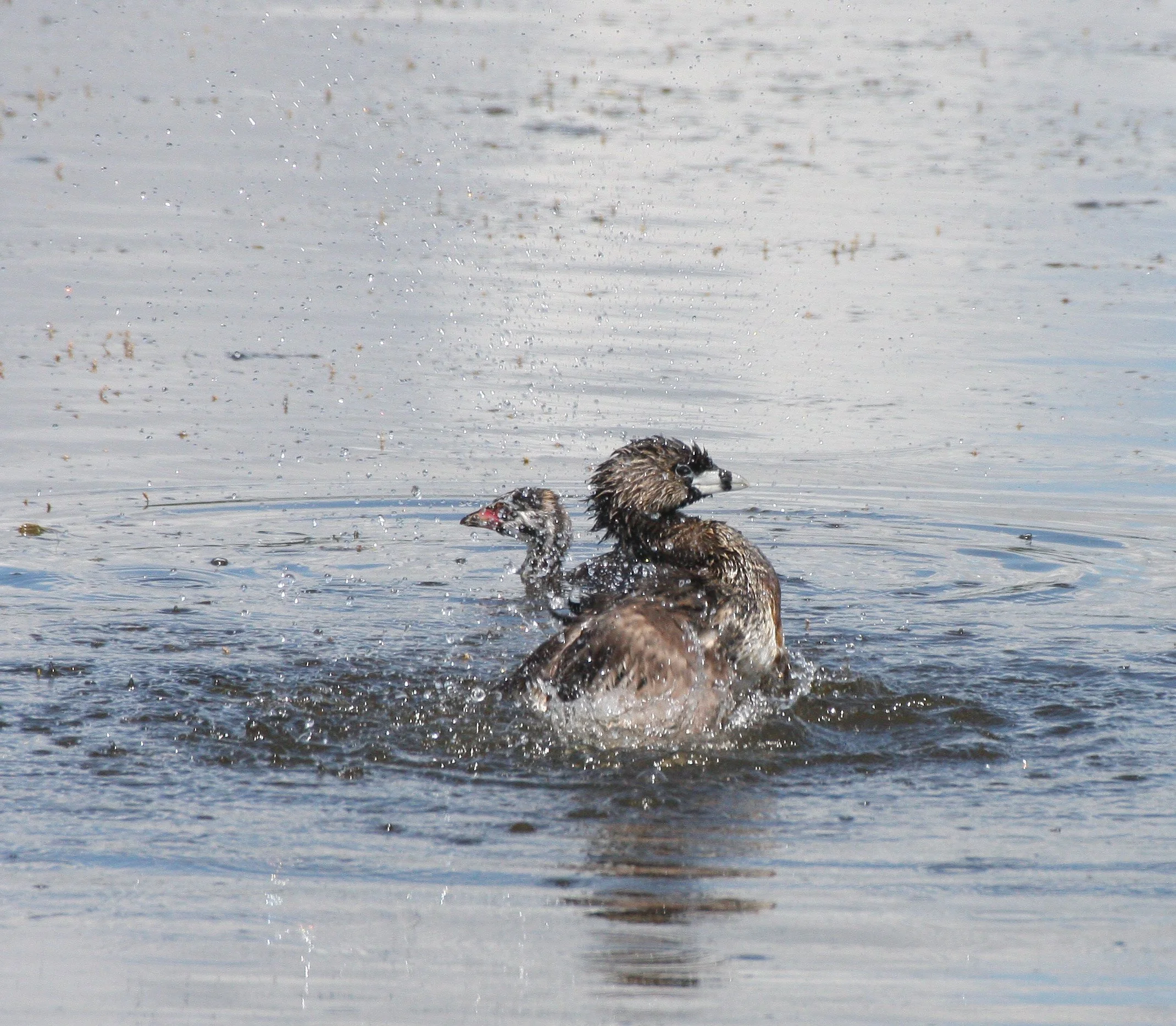 Pied-billed Grebe (Podilymbus podiceps) Ridgefield NWR Washington (53).JPG