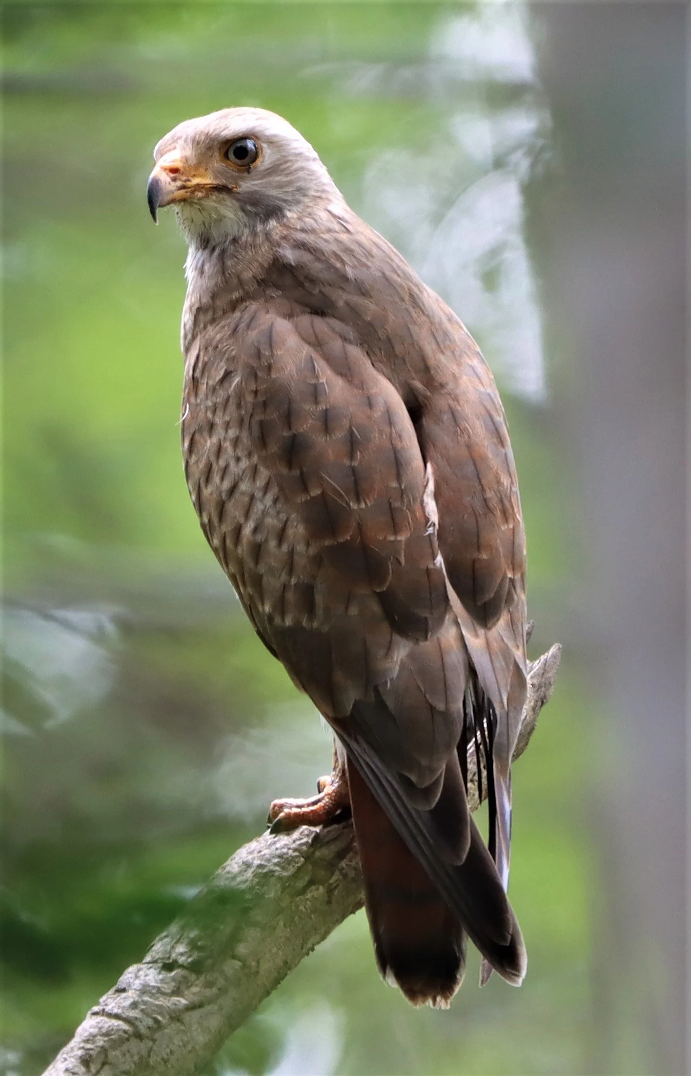 BUZZARD - RUFOUS-WINGED BUZZARD - Butastur liventer - PHANOMRUNG PRASAT RUINS BURIRAM (17).jpg