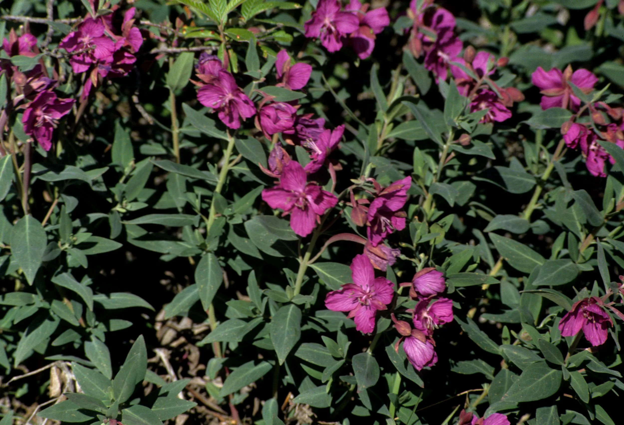 ALASKA - EPILOBIUM LATIFOLIUM - DWARF FIREWEED.jpg