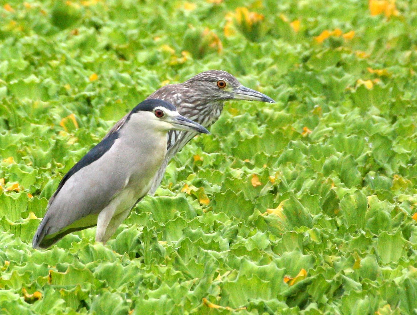 HERON - BLACK-CROWNED NIGHT HERON - Nycticorax nycticorax - NAKHON WETLANDS THAILAND (9).JPG
