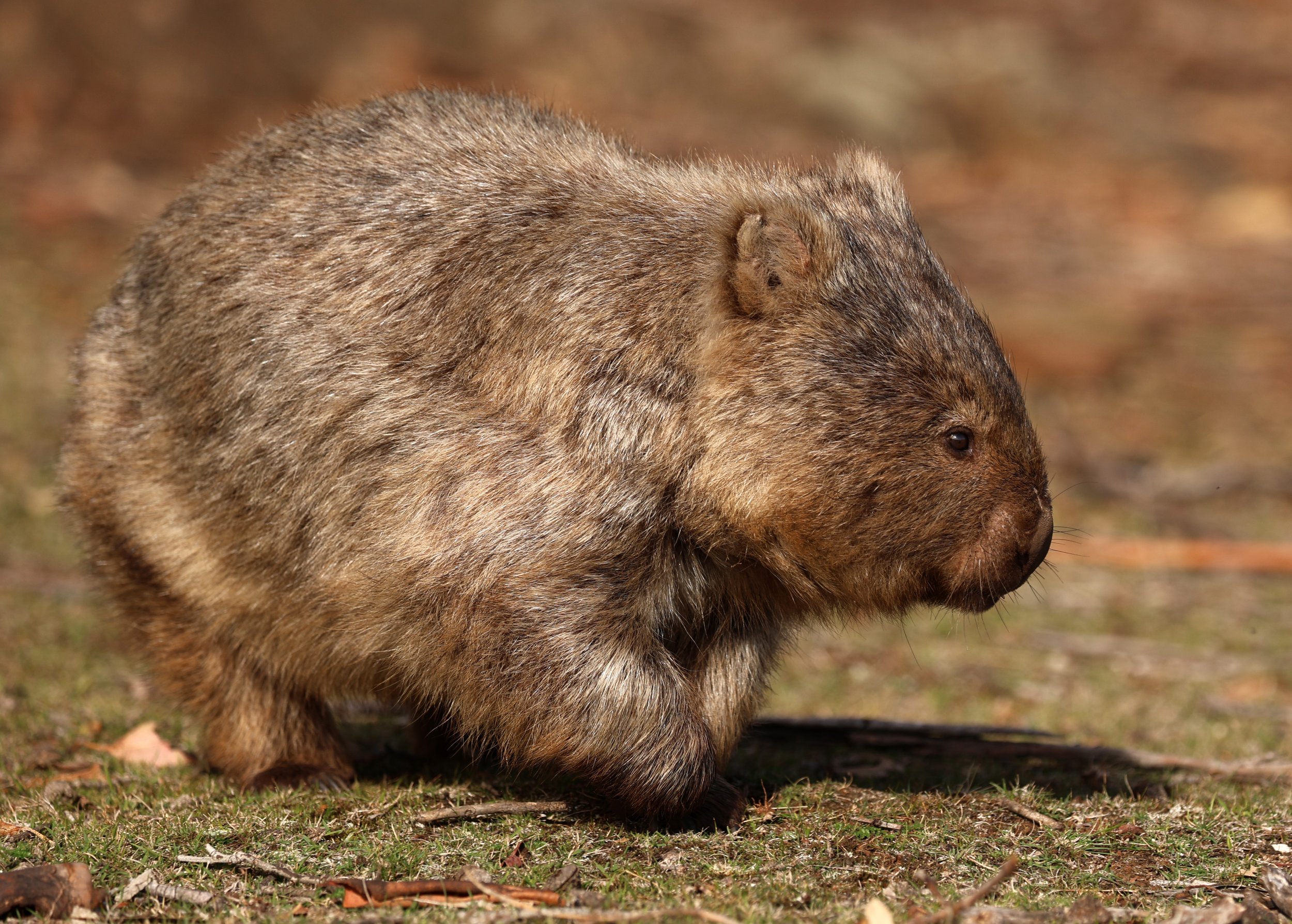 Flinders or Bass Strait Wombat (Vombatus ursinus ursinus) Maria Island NP - Tasmania 