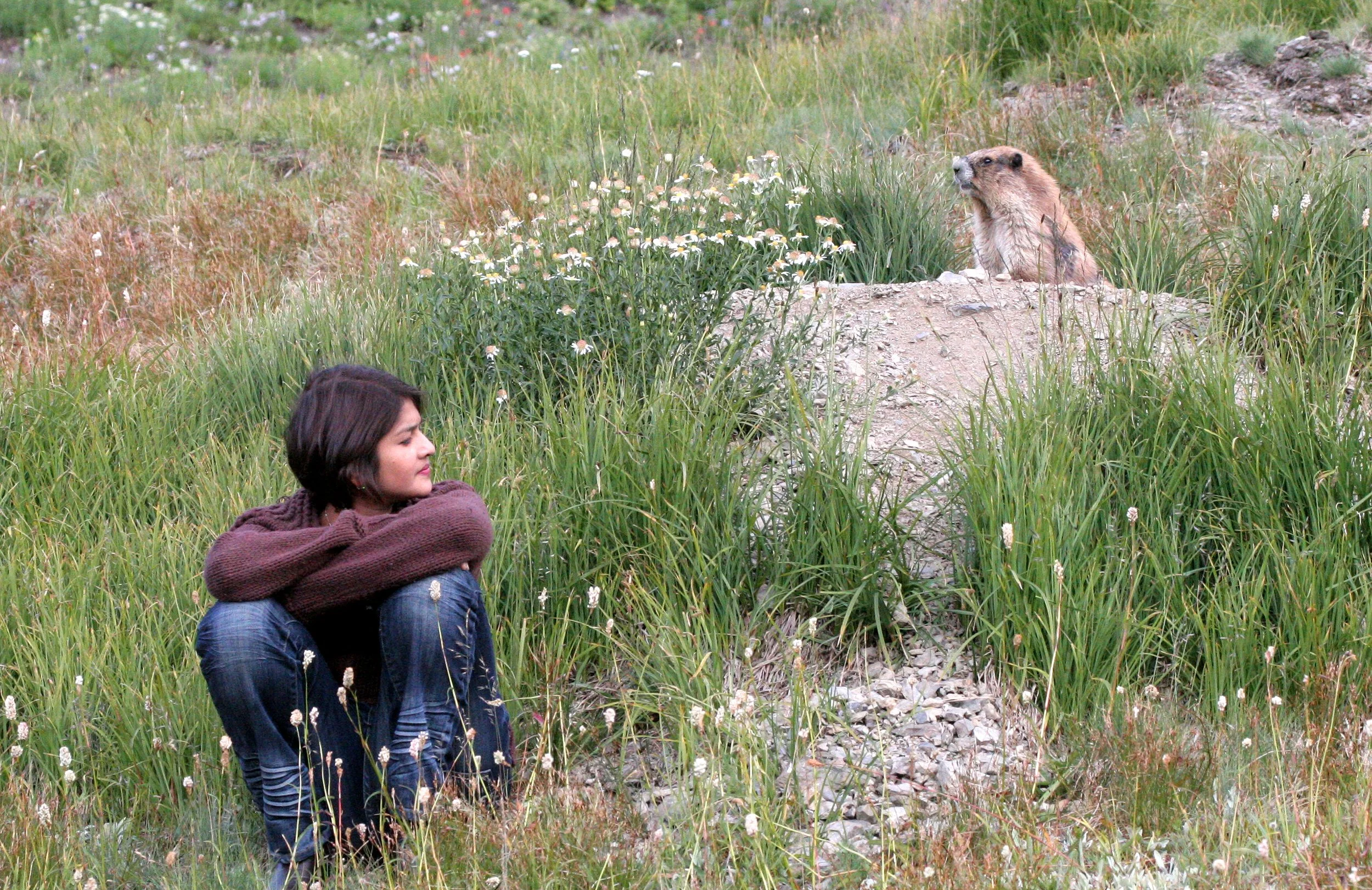 RODENT - MARMOT - OLYMPIC MARMOT - OLYMPIC NATIONAL PARK (39).JPG