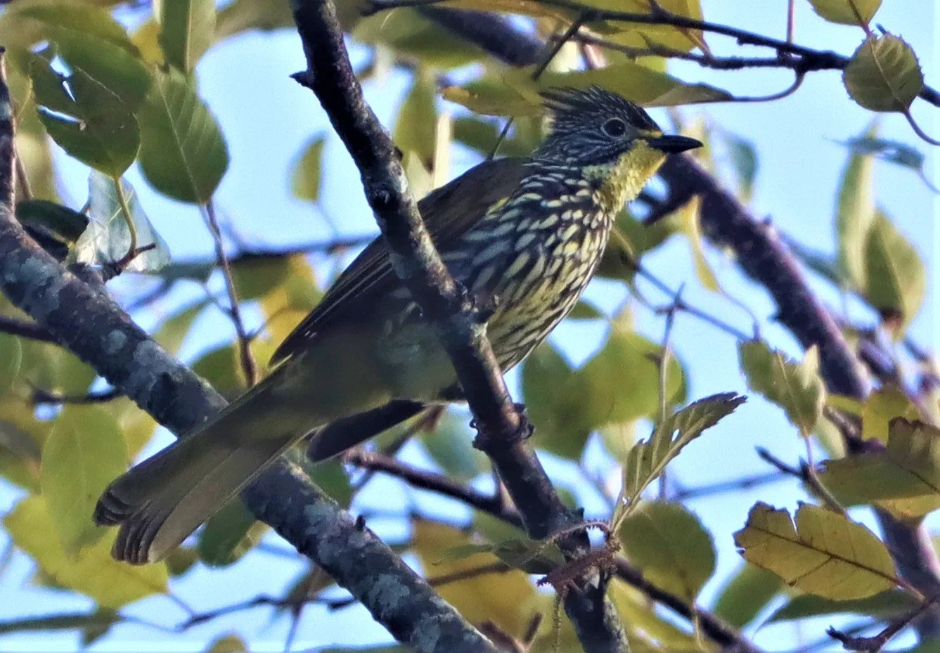 BULBUL - STREAKED BULBUL - Ixos malaccensis - DOI ANG KANG CHIANG MAI (23).jpg
