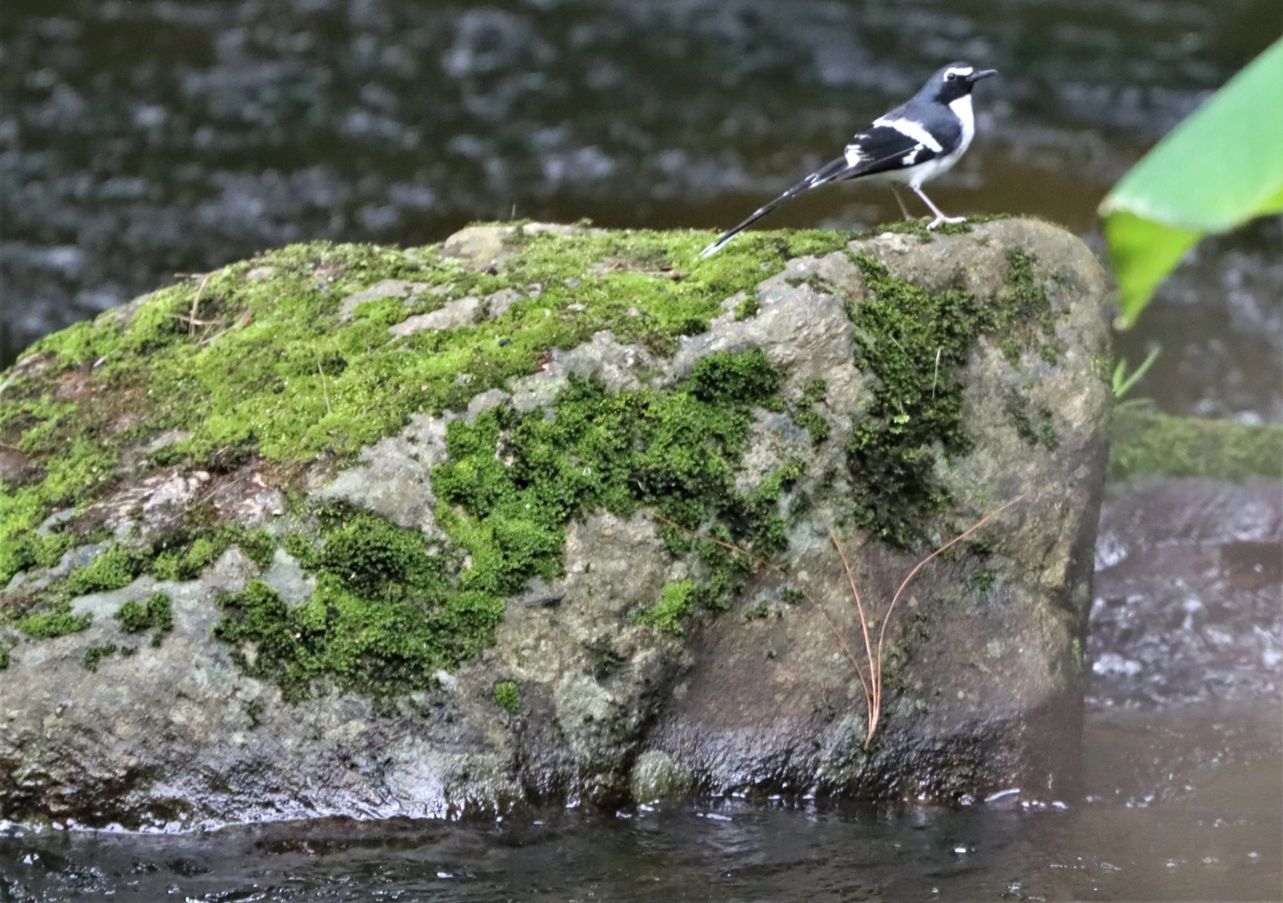 FORKTAIL - SLATY-BACKED FORKTAIL - Enicurus schistaceus - DOI INTHANON JULY 2 2021 (2).jpg