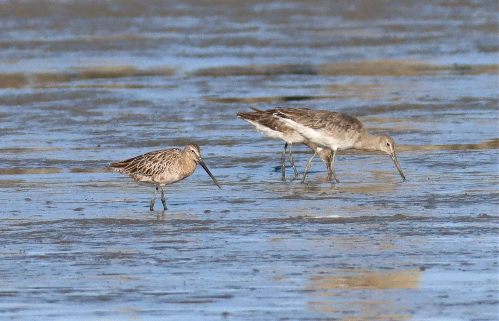 DOWITCHER - ASIAN DOWITCHER - Limnodromus semipalmatus - Mangrove Forest Research Center Samut Sakhon (8).jpg