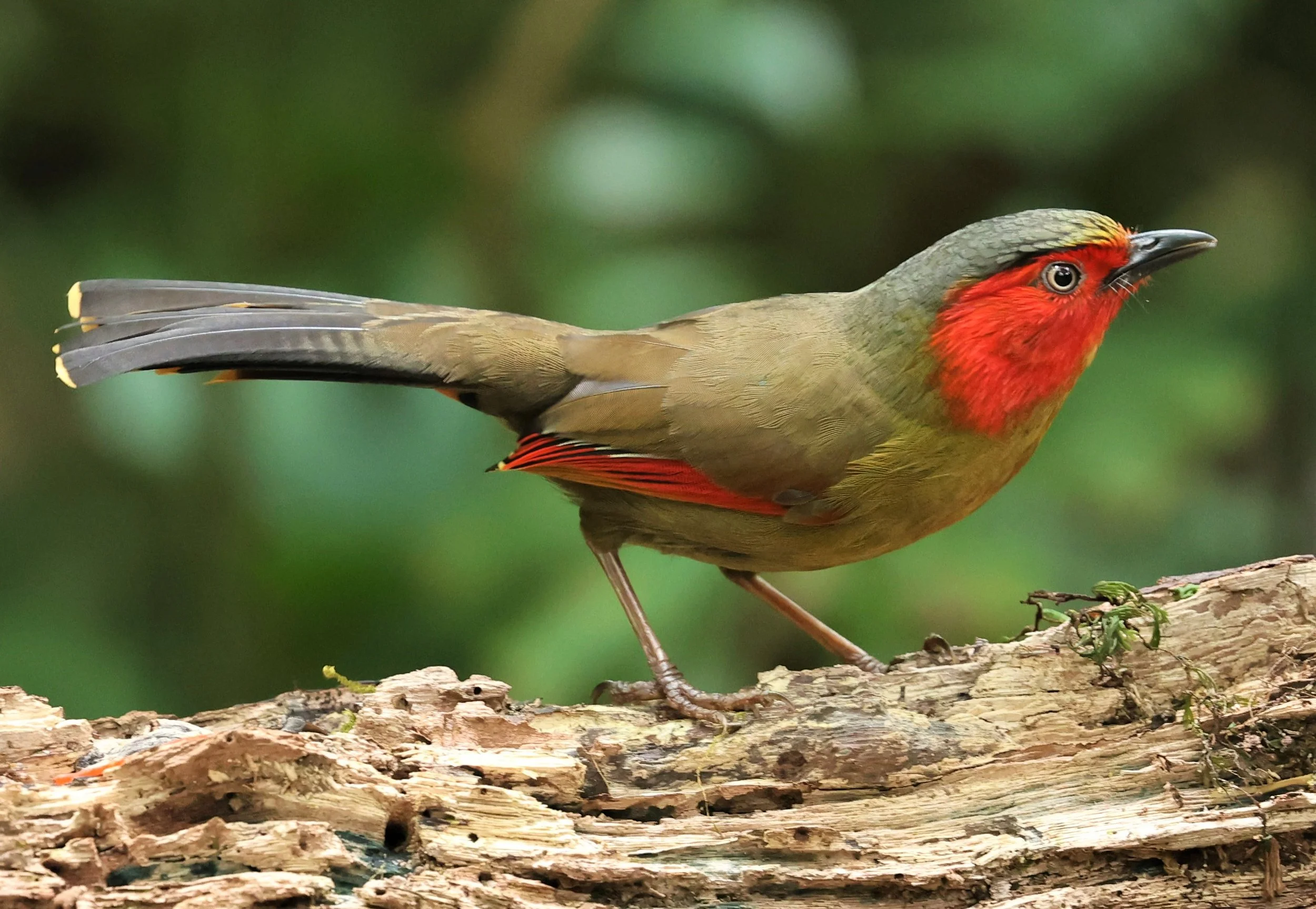 LIOCICHLA - SCARLET-FACED LIOCICHLA - Liocichla ripponi - DOI PHA HOM POK NP DOI LANG EAST FEB 2022 (57).jpg