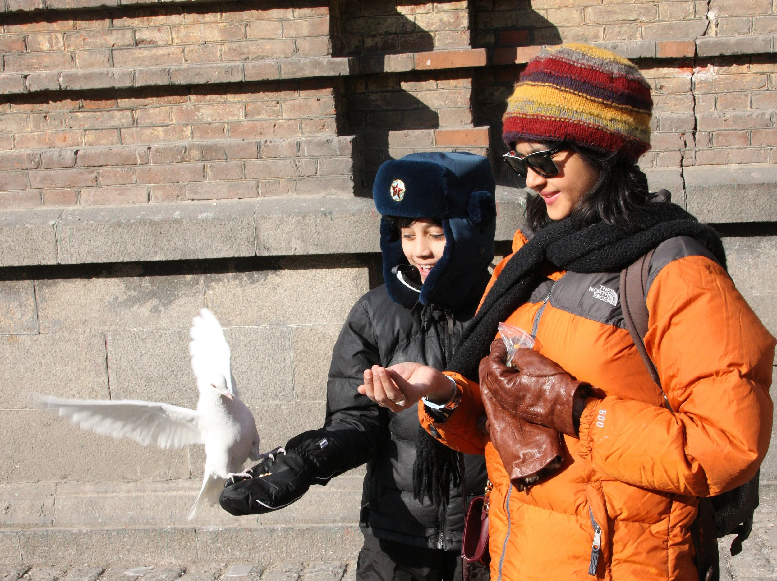 BIRD - PIGEON - HARBIN SAINT SOPHIA'S CATHEDRAL CHINA (29).JPG