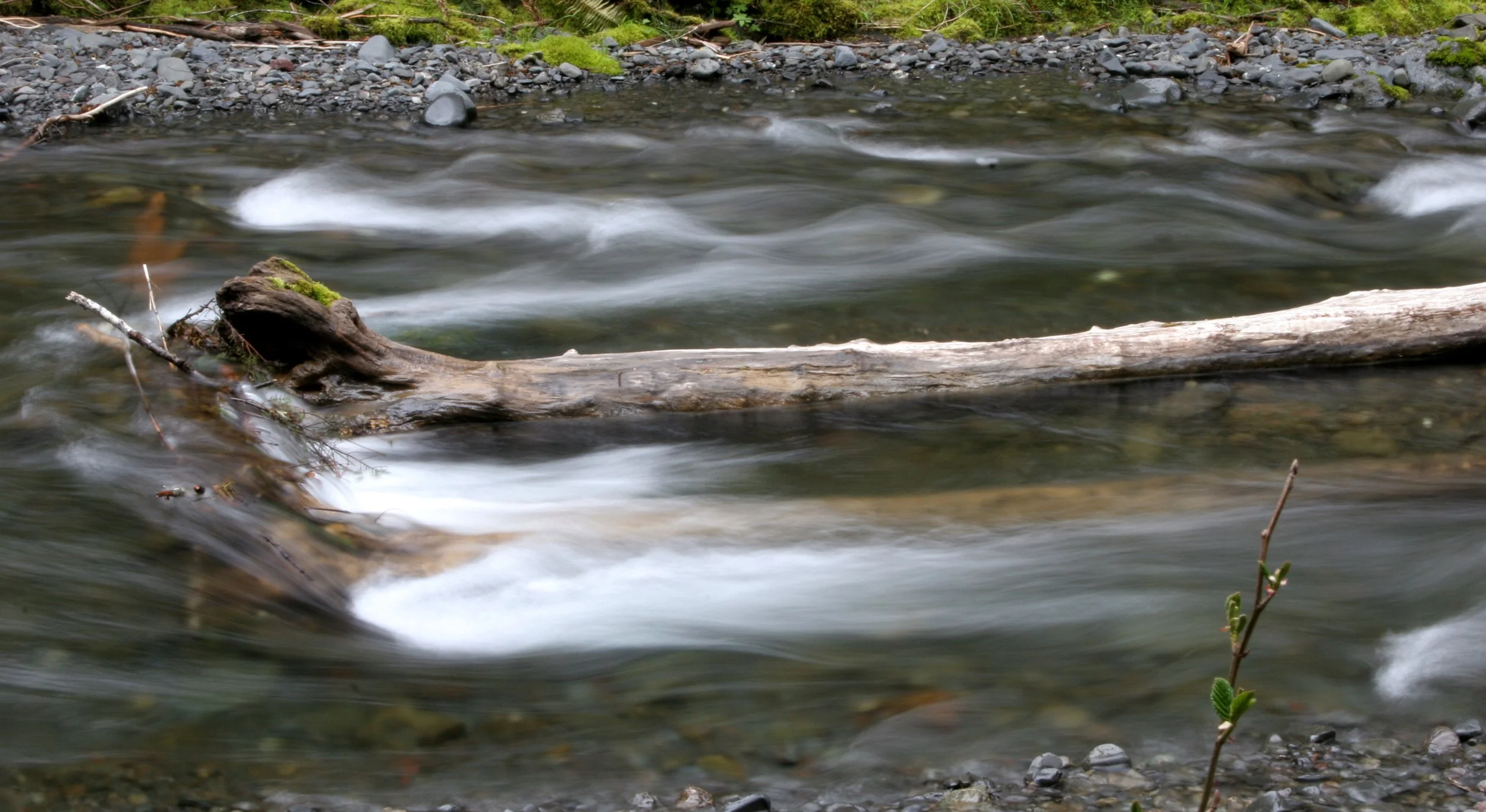 BARNES CREEK AND SURROUNDING FOREST (27).JPG