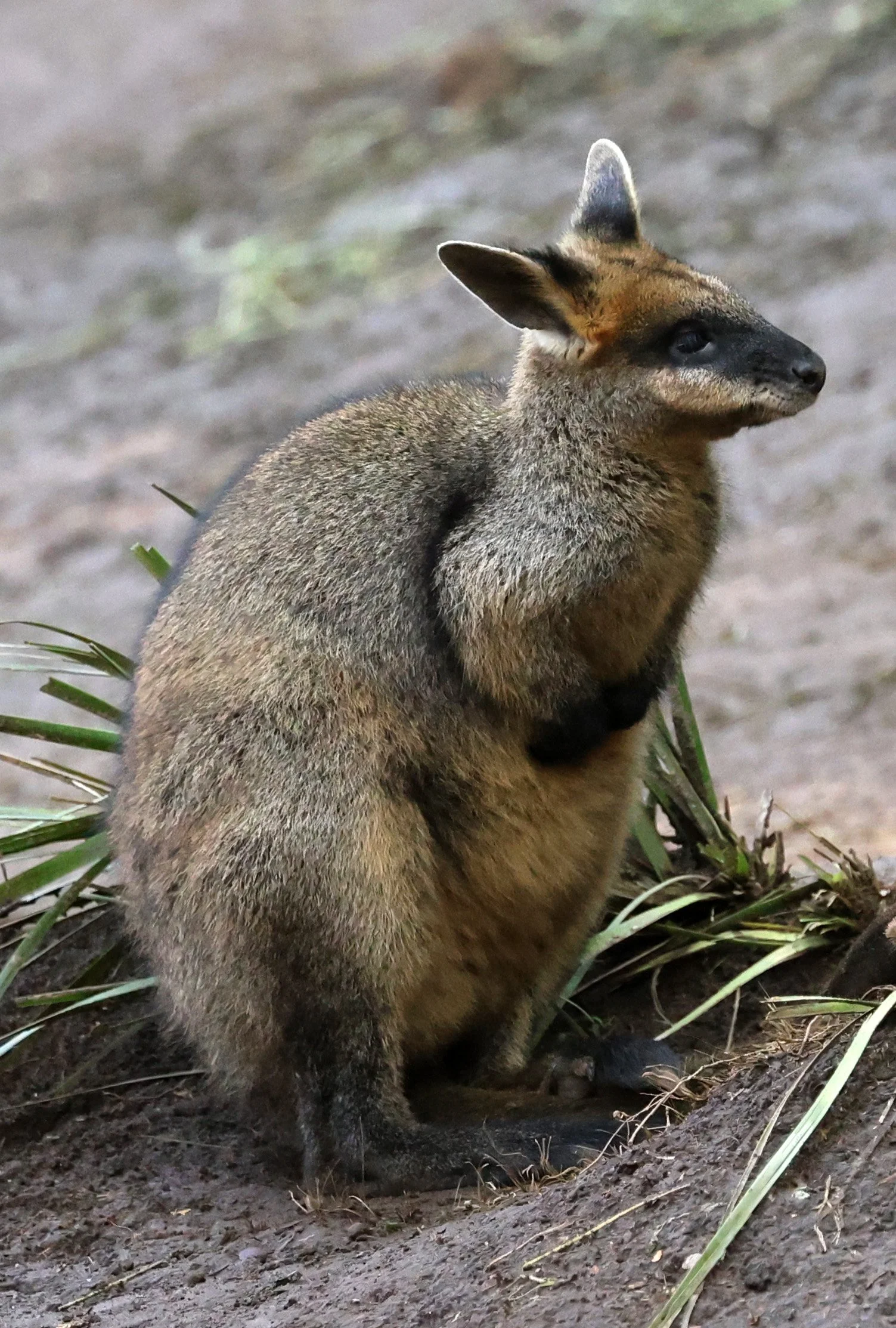 Swamp Wallaby (Wallabia bicolor) Koala Trail Road and Locations South of Brisbane - Queensland 