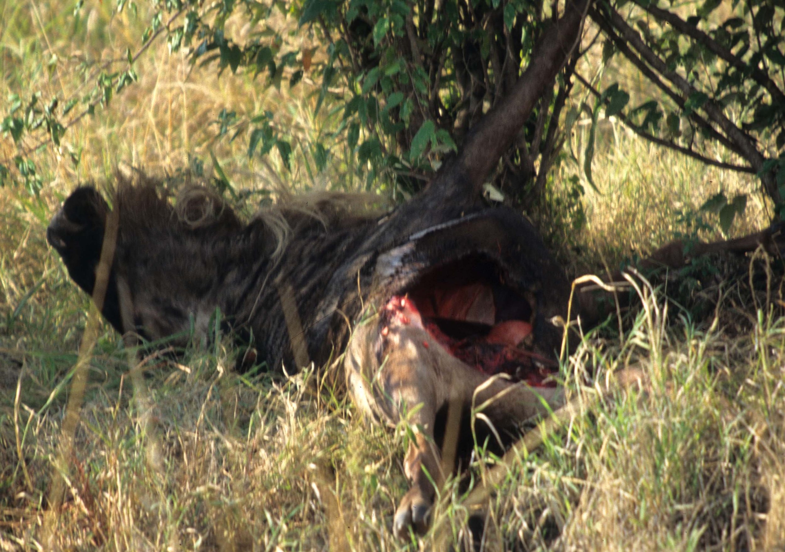 FELID - LION - KILL - SERENGETI (3).jpg