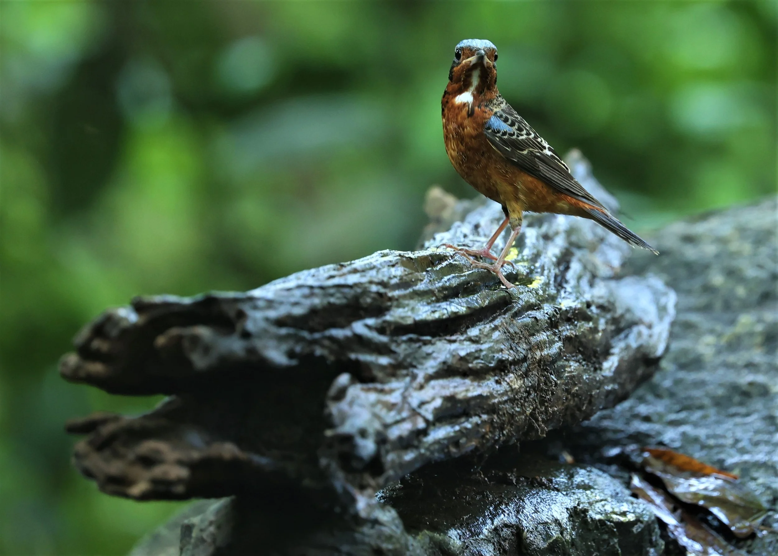 ROCK-THRUSH - WHITE-THROATED ROCK-THRUSH - Monticola gularis - WAT THAM PRATHUM CHONBURI March 2022 (85).jpg