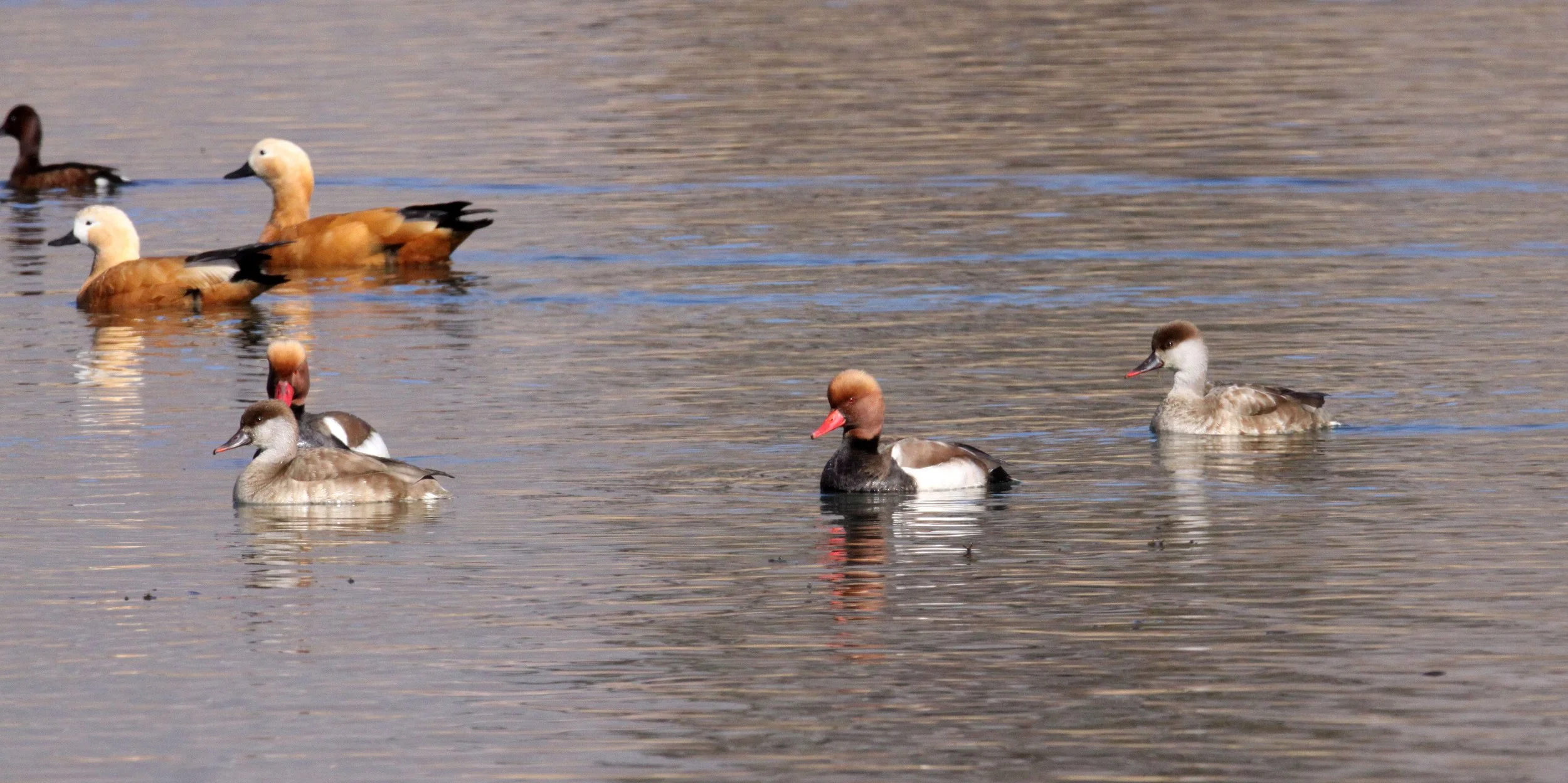 POCHARD - RED-CRESTED POCHARD - Netta rufina - CAO HAI WETLANDS PARK NEAR LIJIANG YUNNAN CHINA (38).JPG