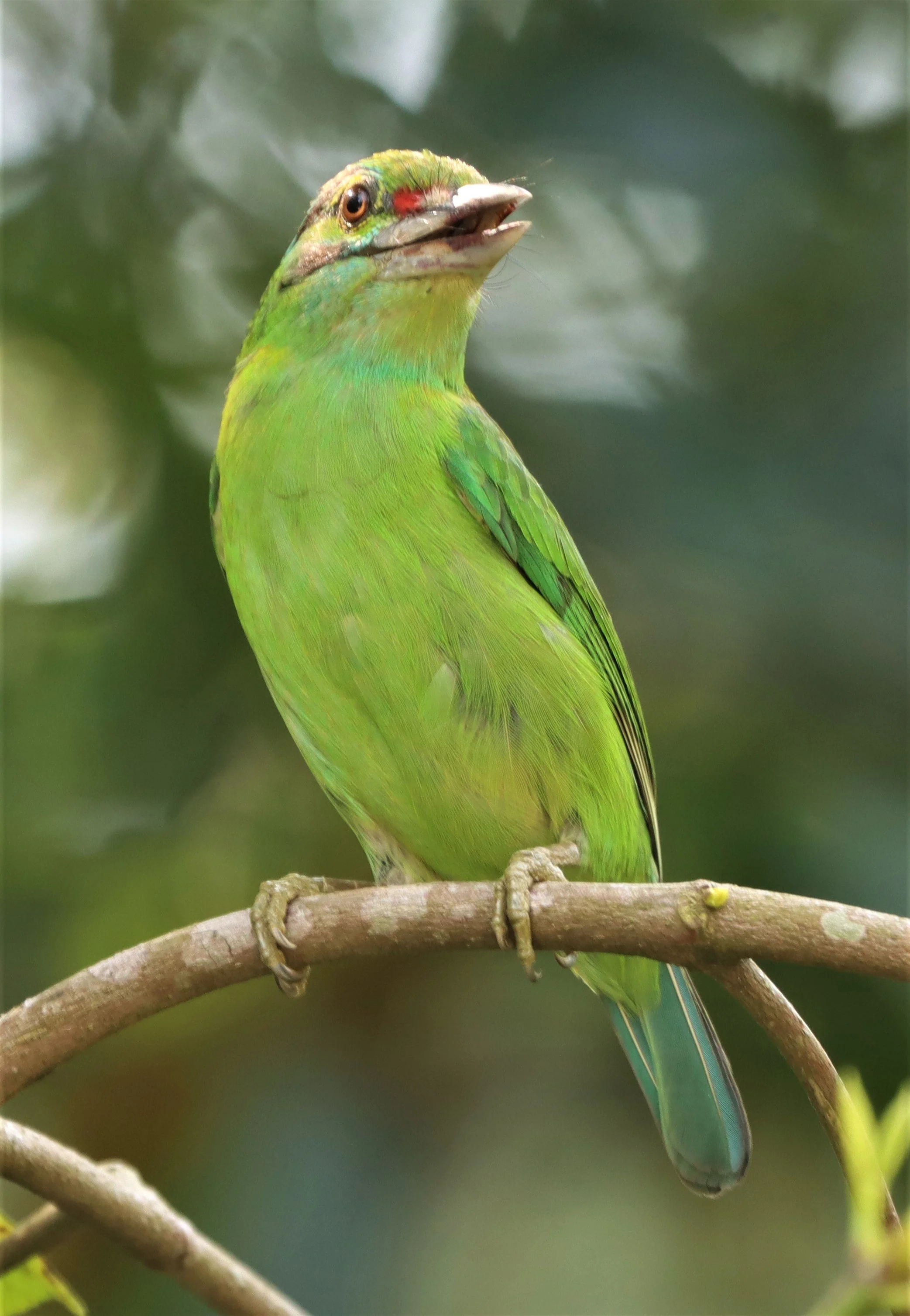 BARBET - MOUSTACHED BARBET - Megalaima incognita -  KHAO YAI NATIONAL PARK (12).jpg