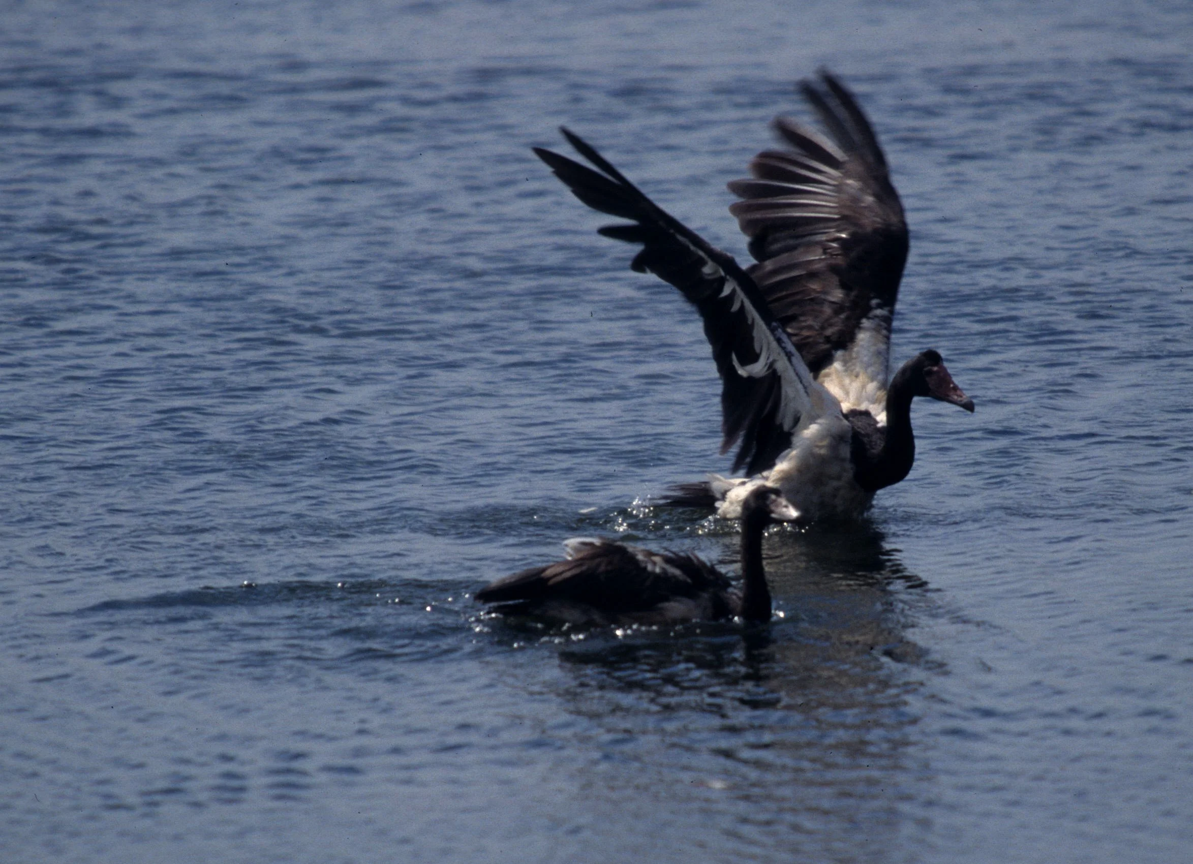 BIRD - GOOSE - MAGPIE GOOSE - KAKADU NP.jpg